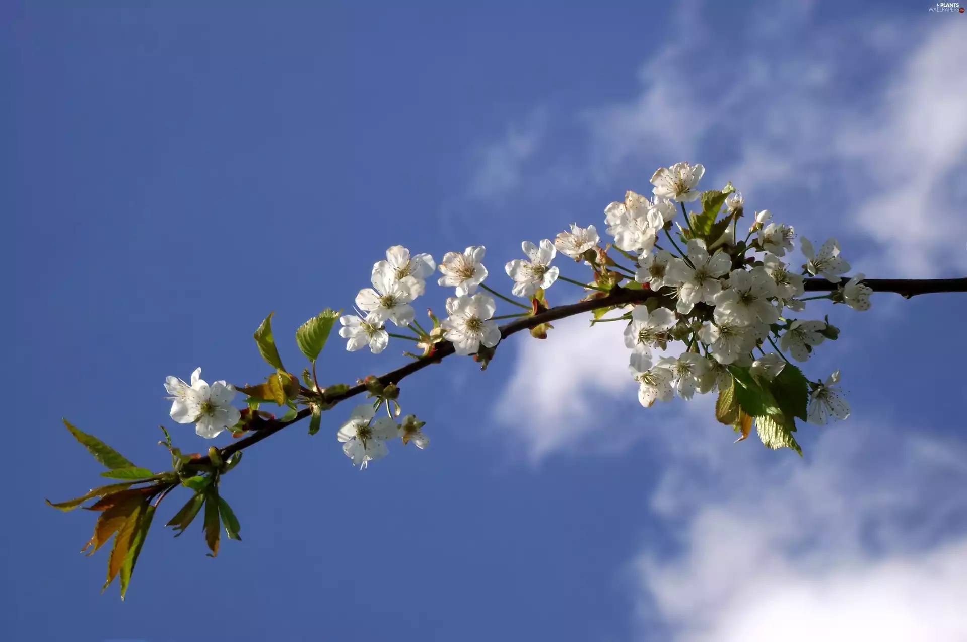 Spring, twig, cherry