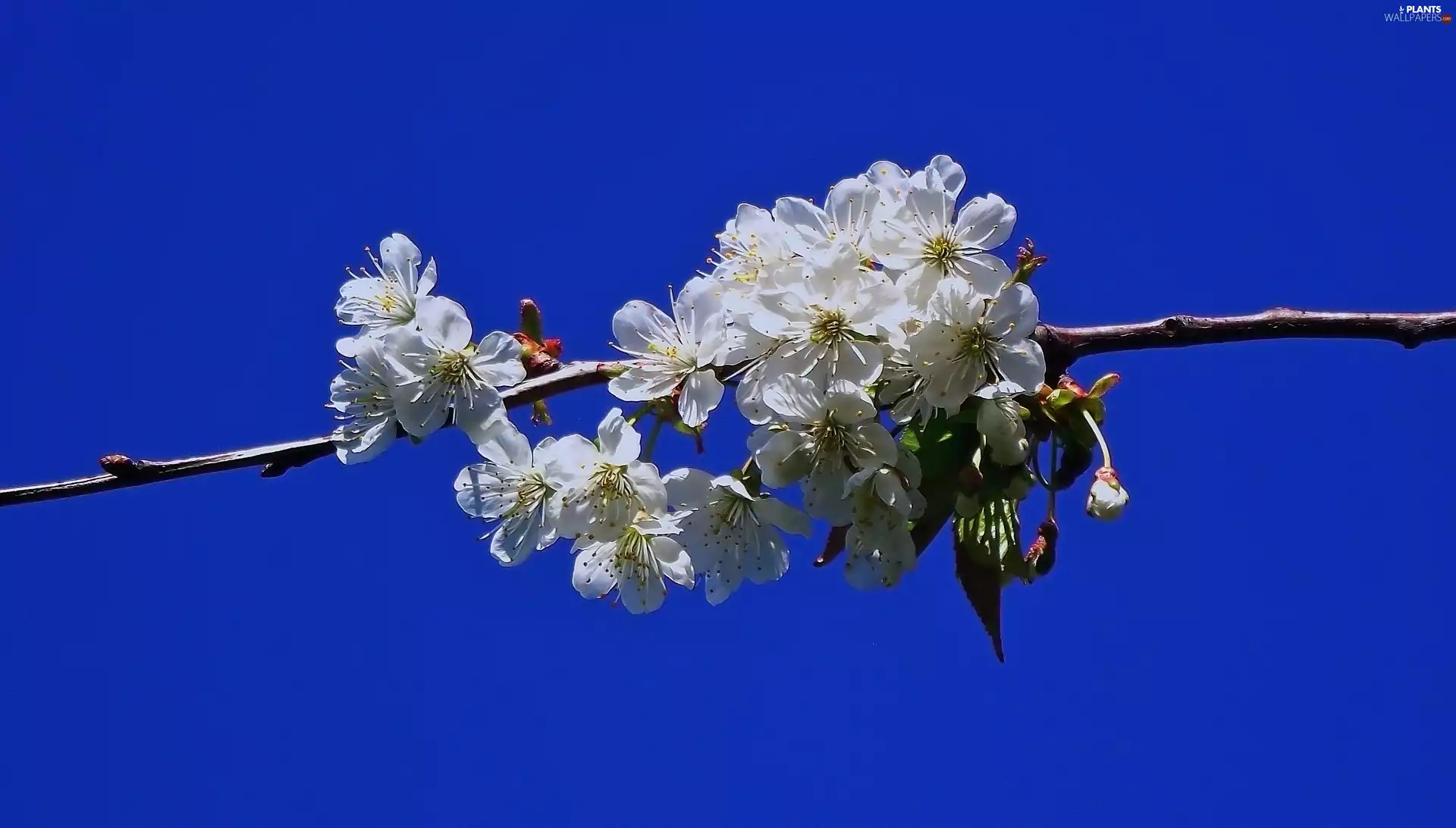 Spring, twig, cherry
