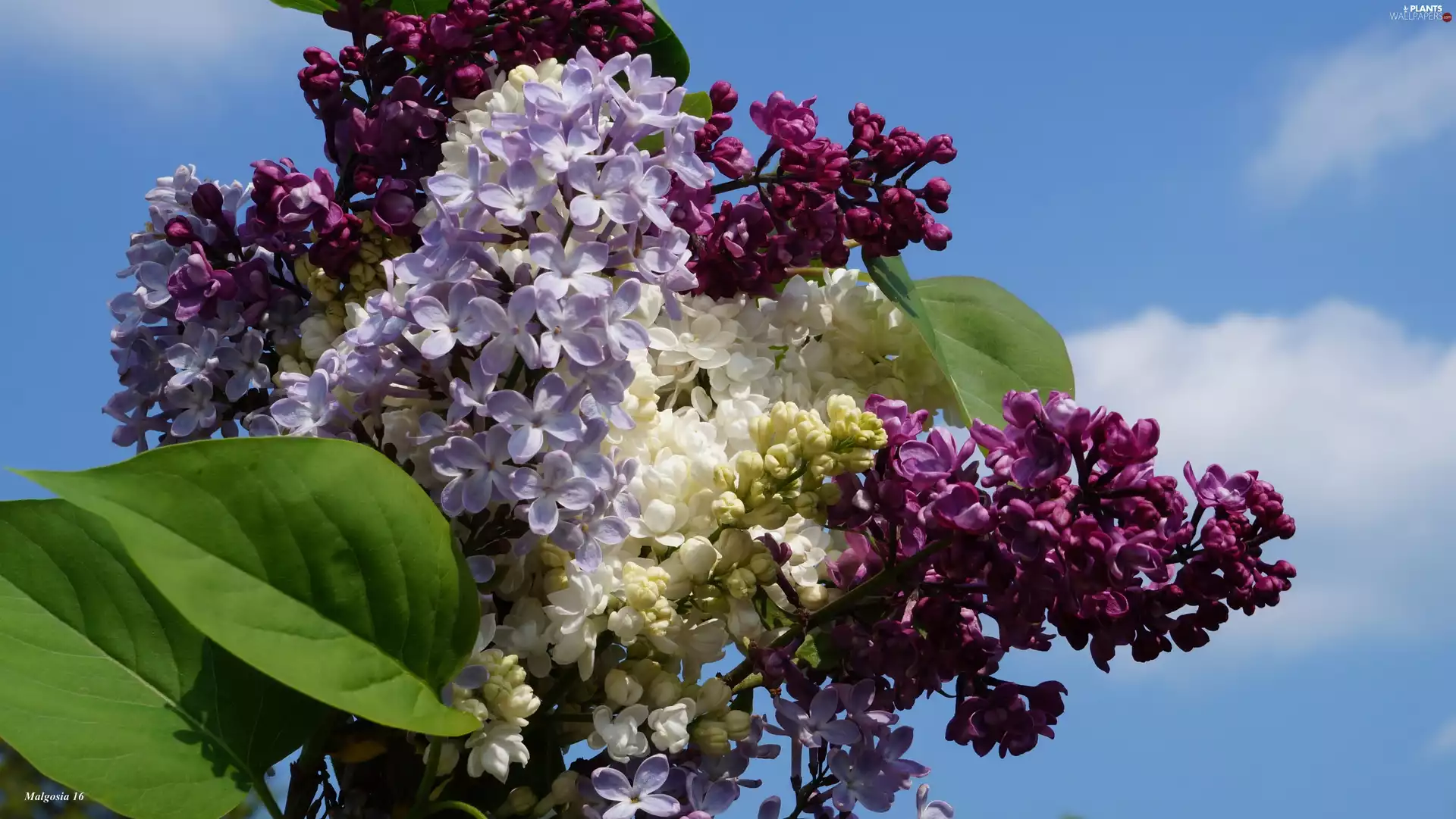 Sky, Spring, color, without, bouquet