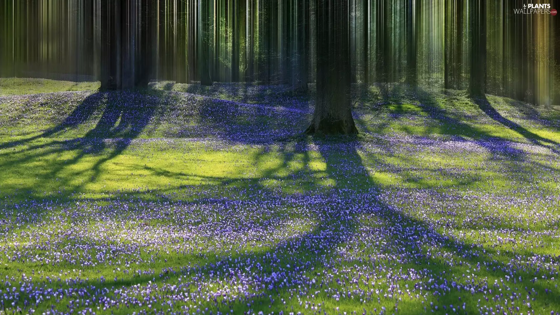 forest, lilac, viewes, Spring, trees, crocuses