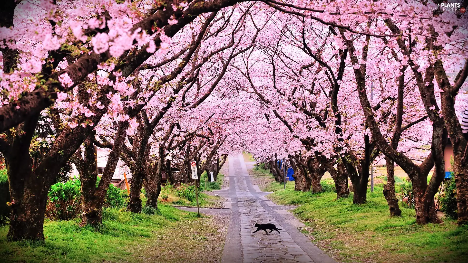 trees, Way, cat, Spring, viewes, flourishing