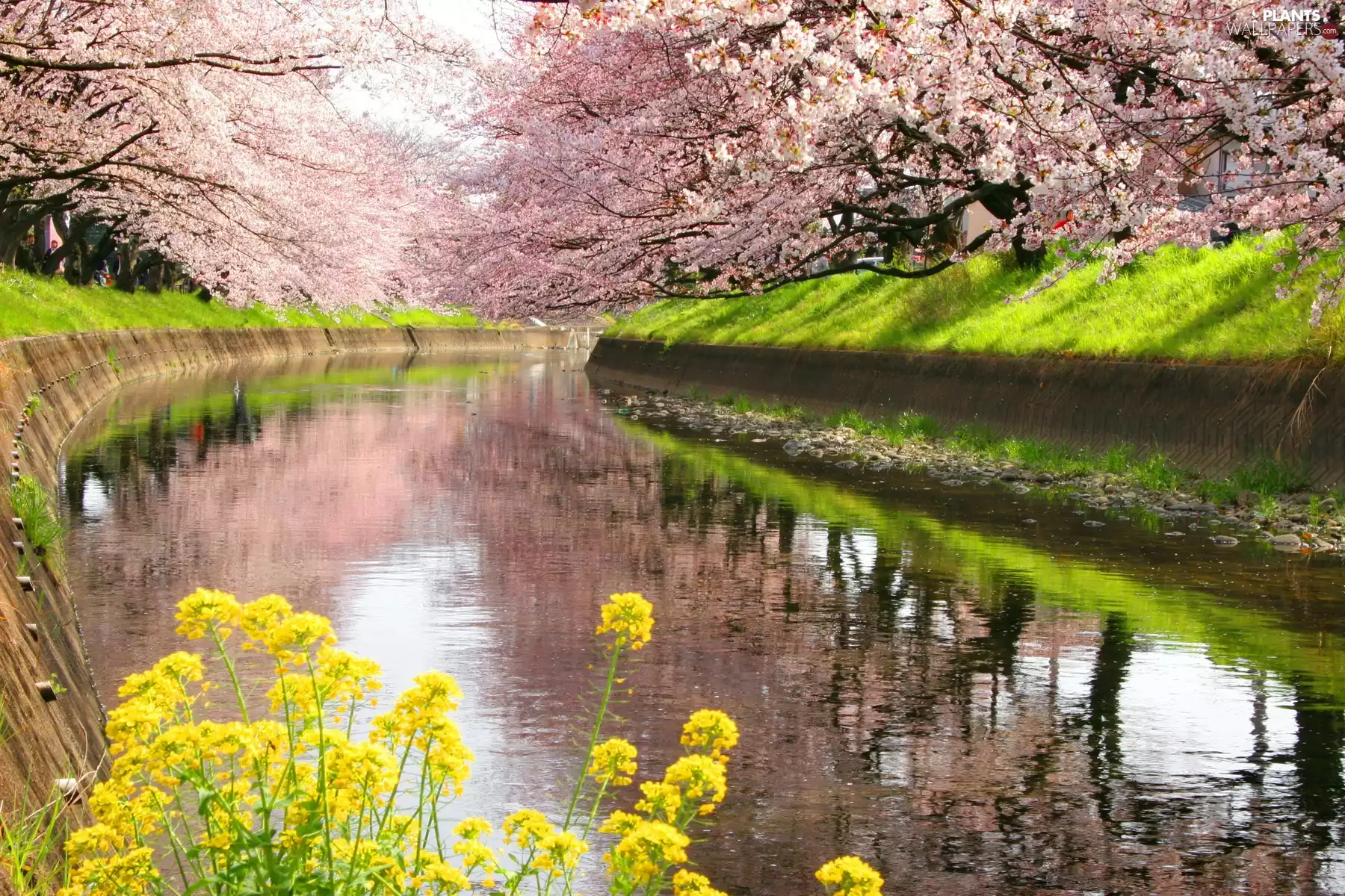 trees, River, Flowers, Spring, viewes, flourishing
