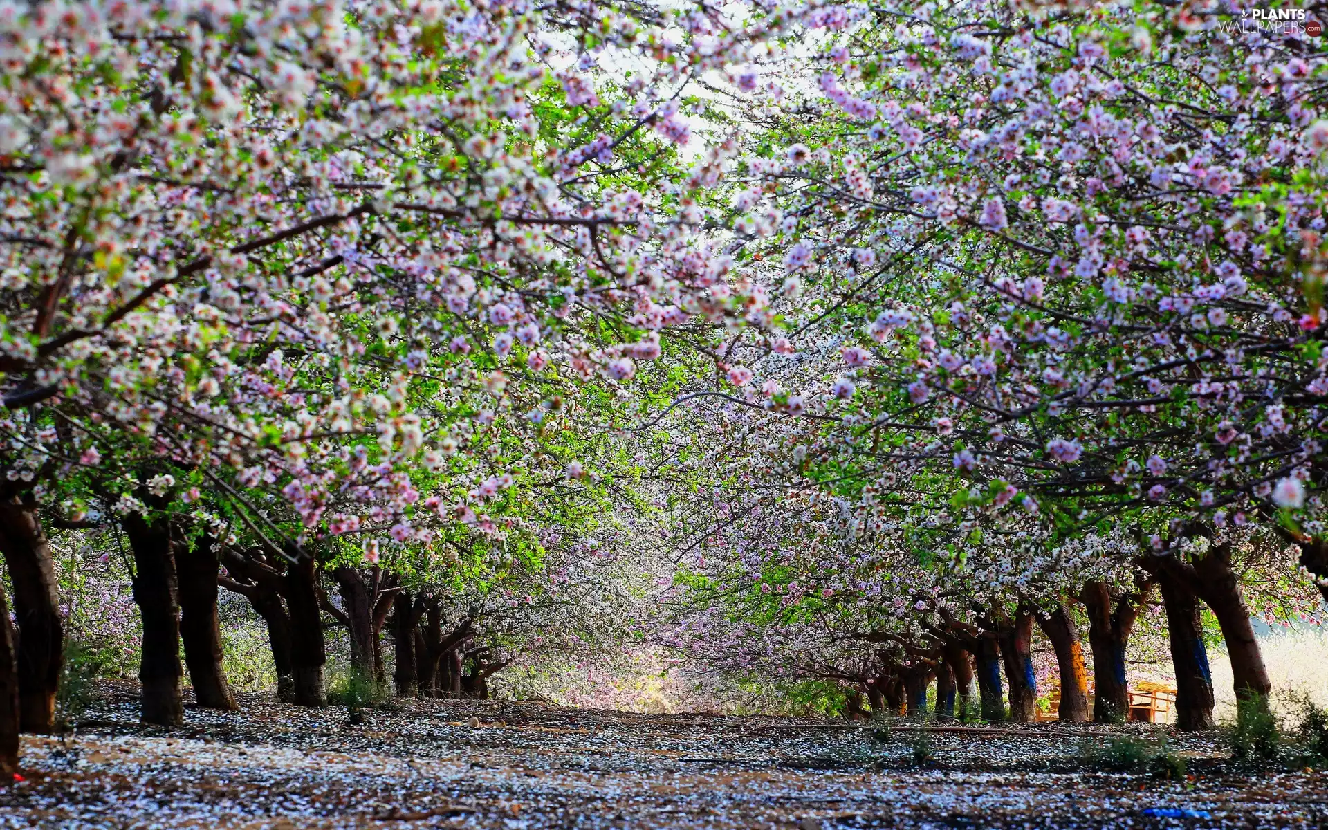 trees, orchard, lane, Spring, viewes, flourishing