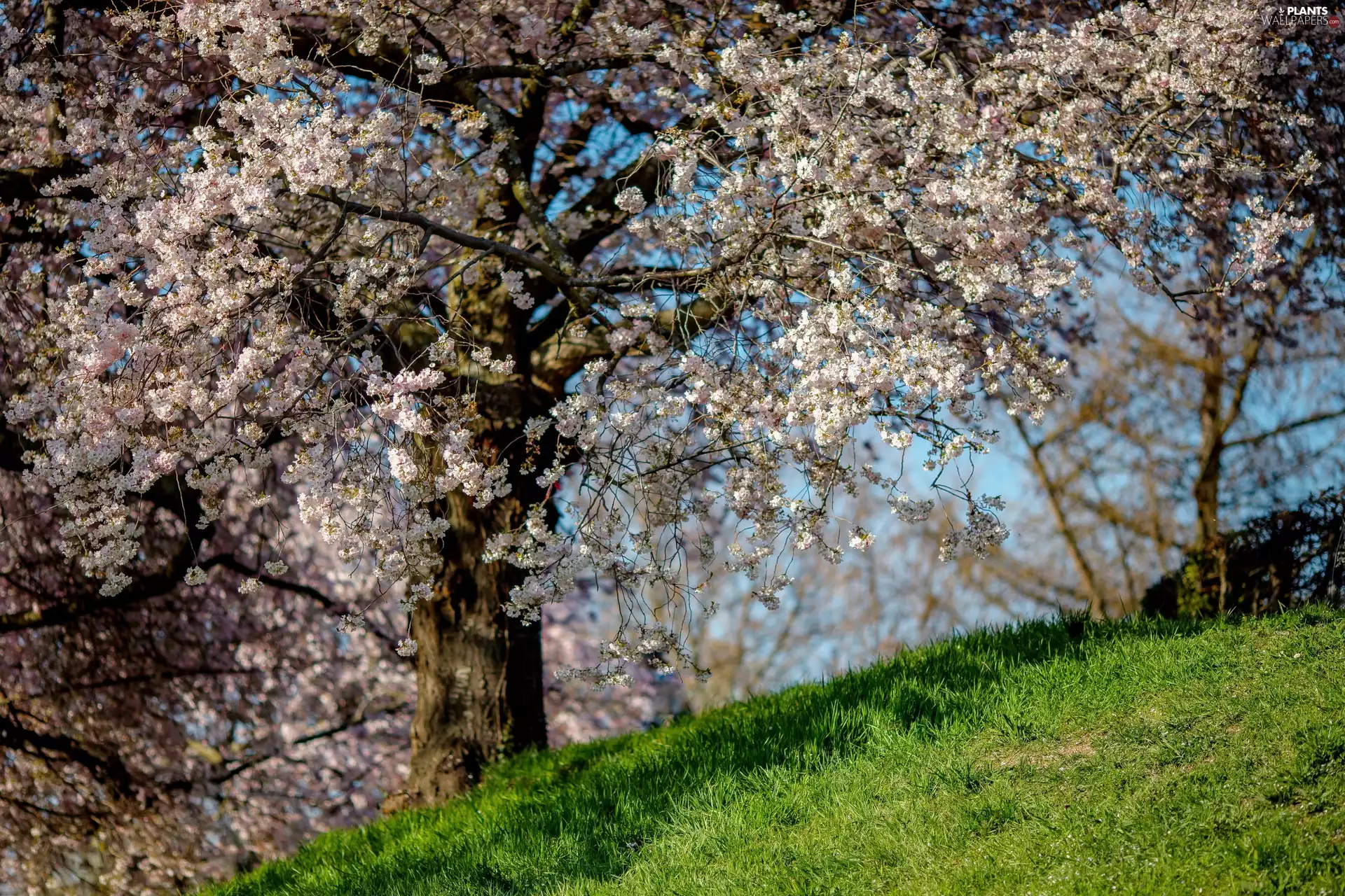 cherry, Spring, flourishing, trees, Meadow