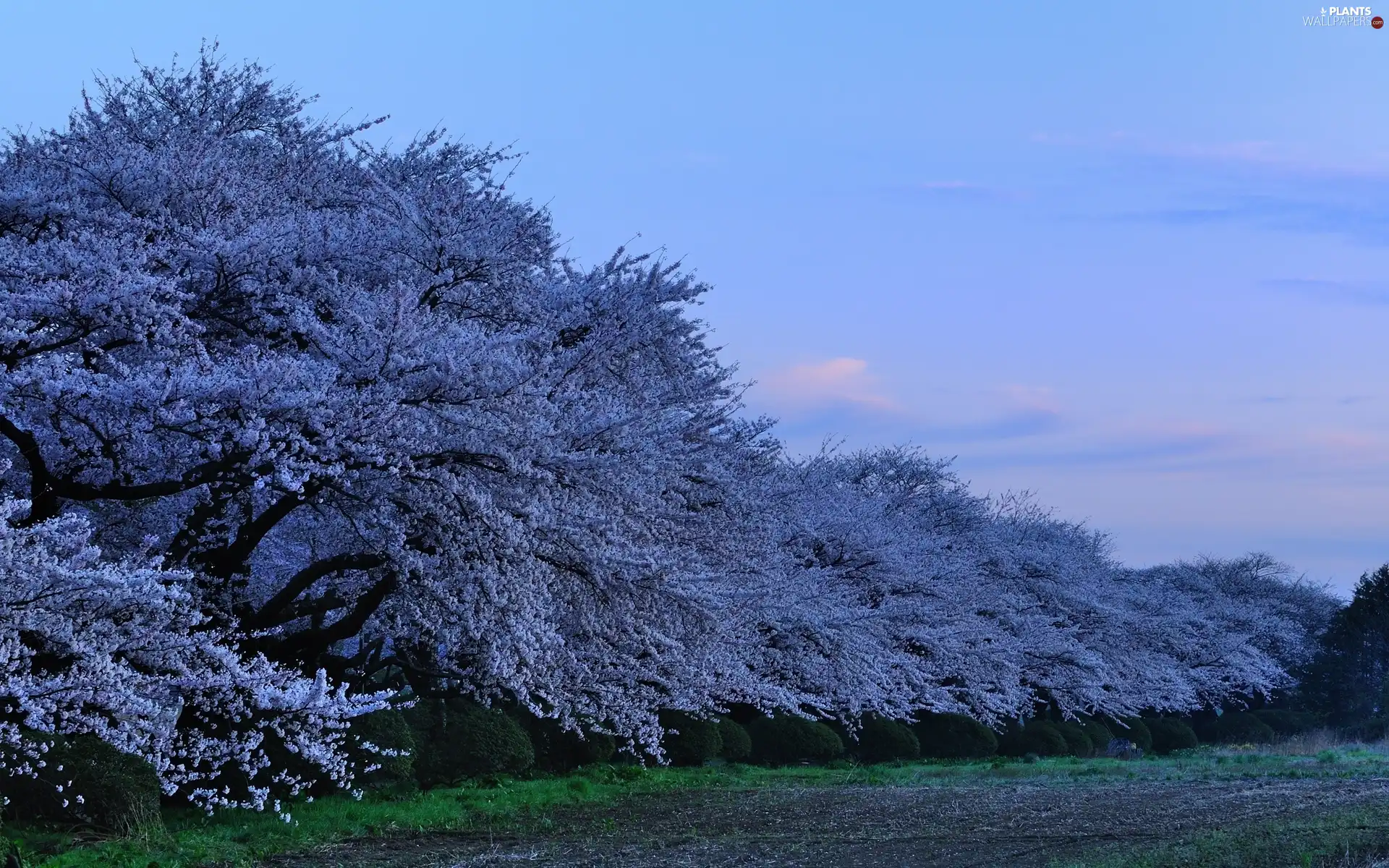 flourishing, viewes, Spring, trees