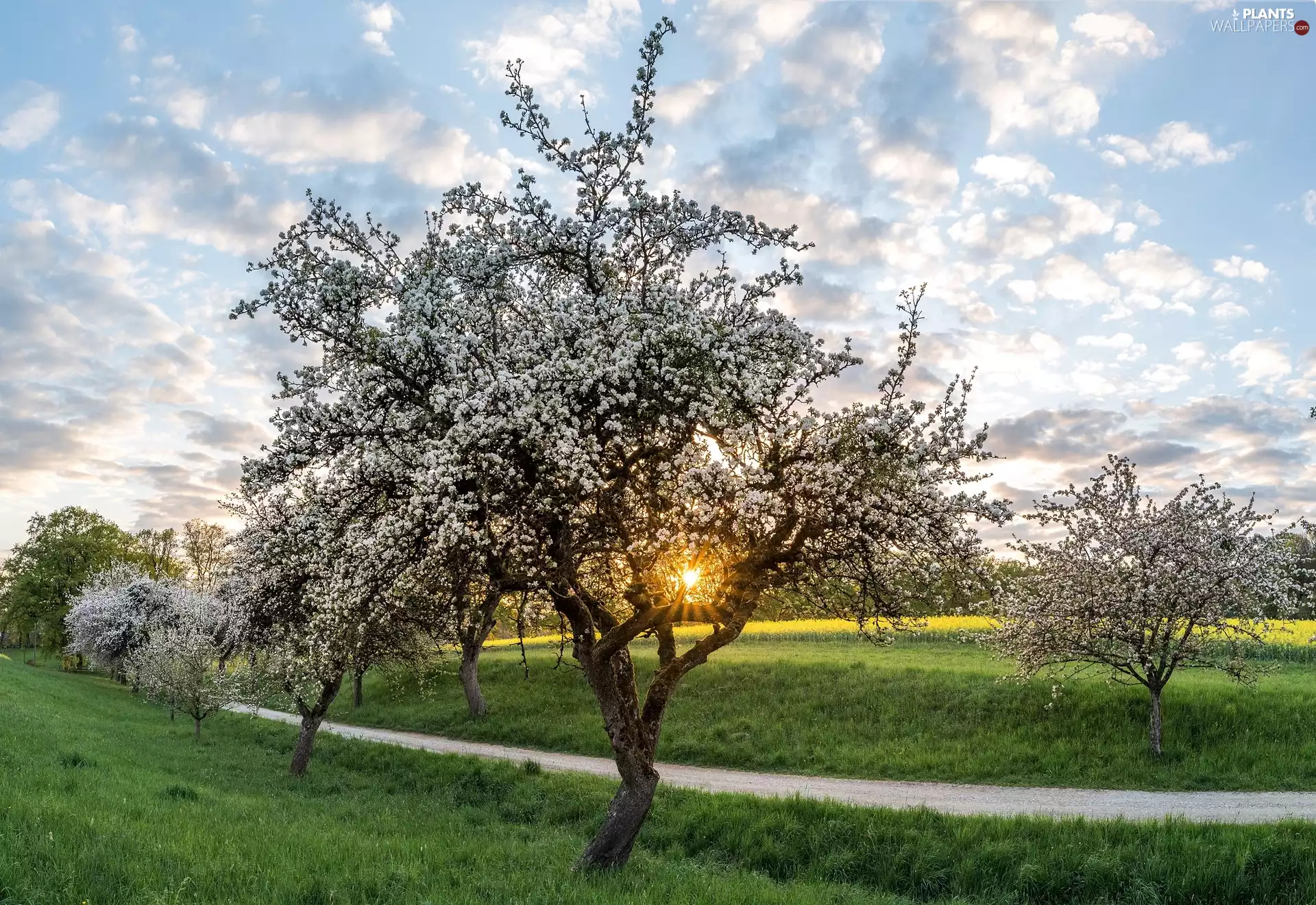 trees, Sunrise, Way, Spring, viewes, flourishing