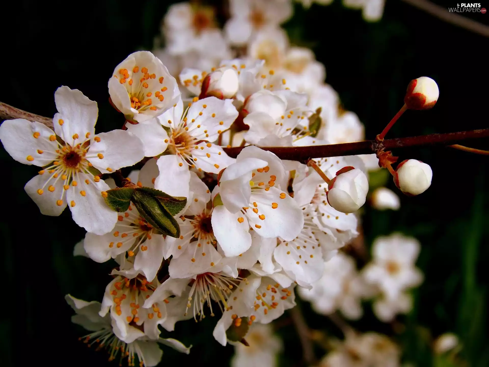 trees, White, fruit, Spring, viewes, Flowers