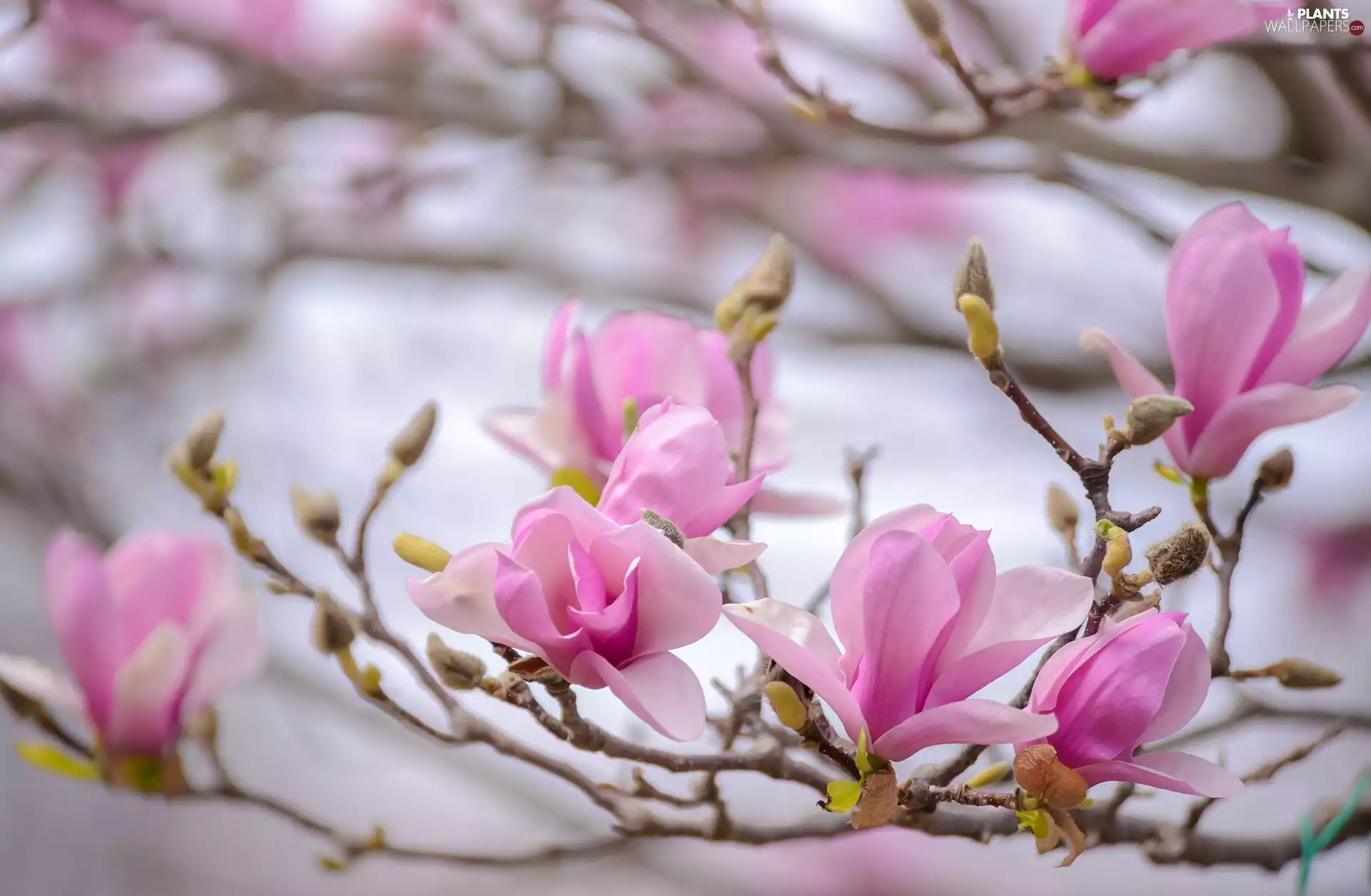 Spring, Magnolia, Flowers