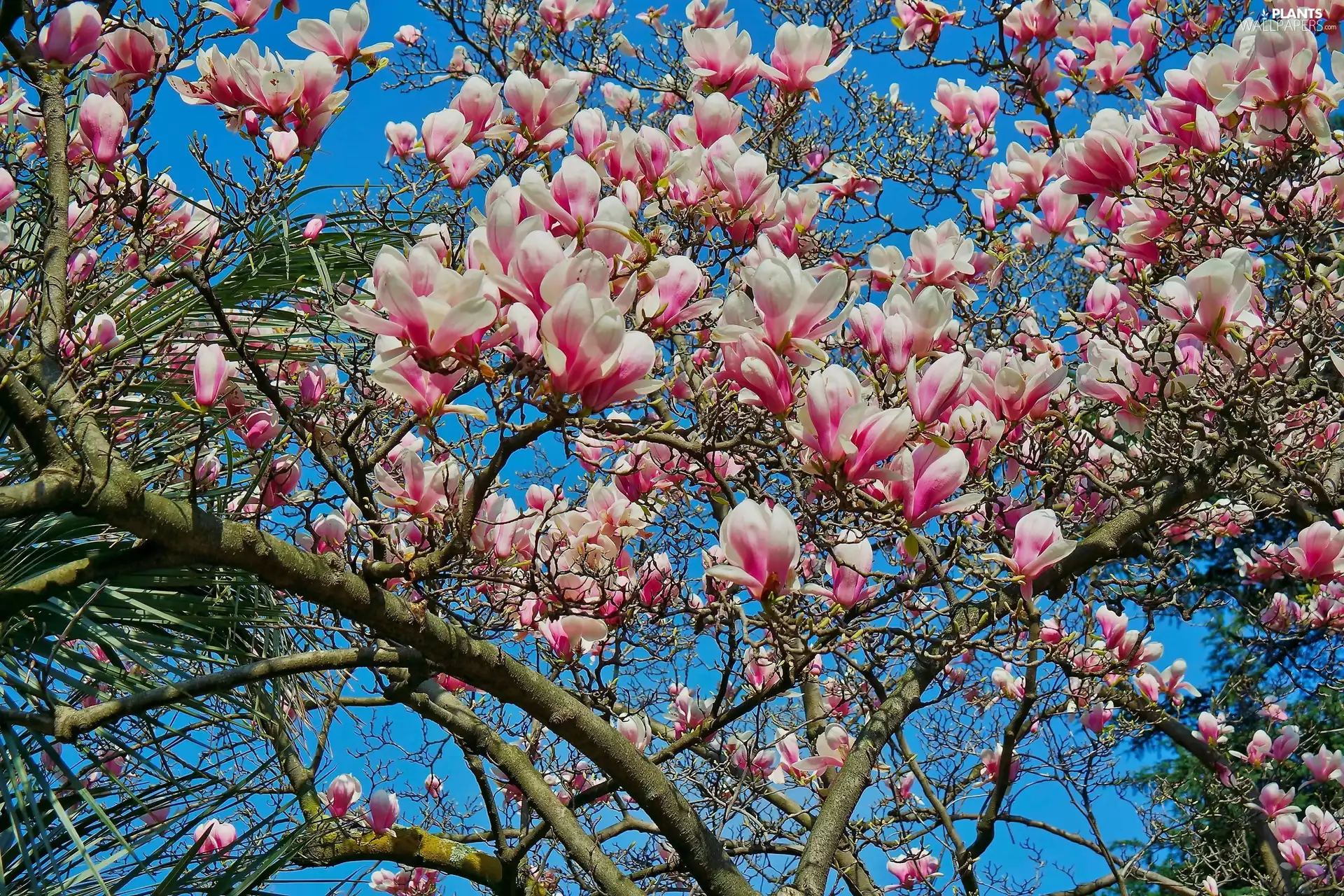 Spring, Magnolia, Flowers