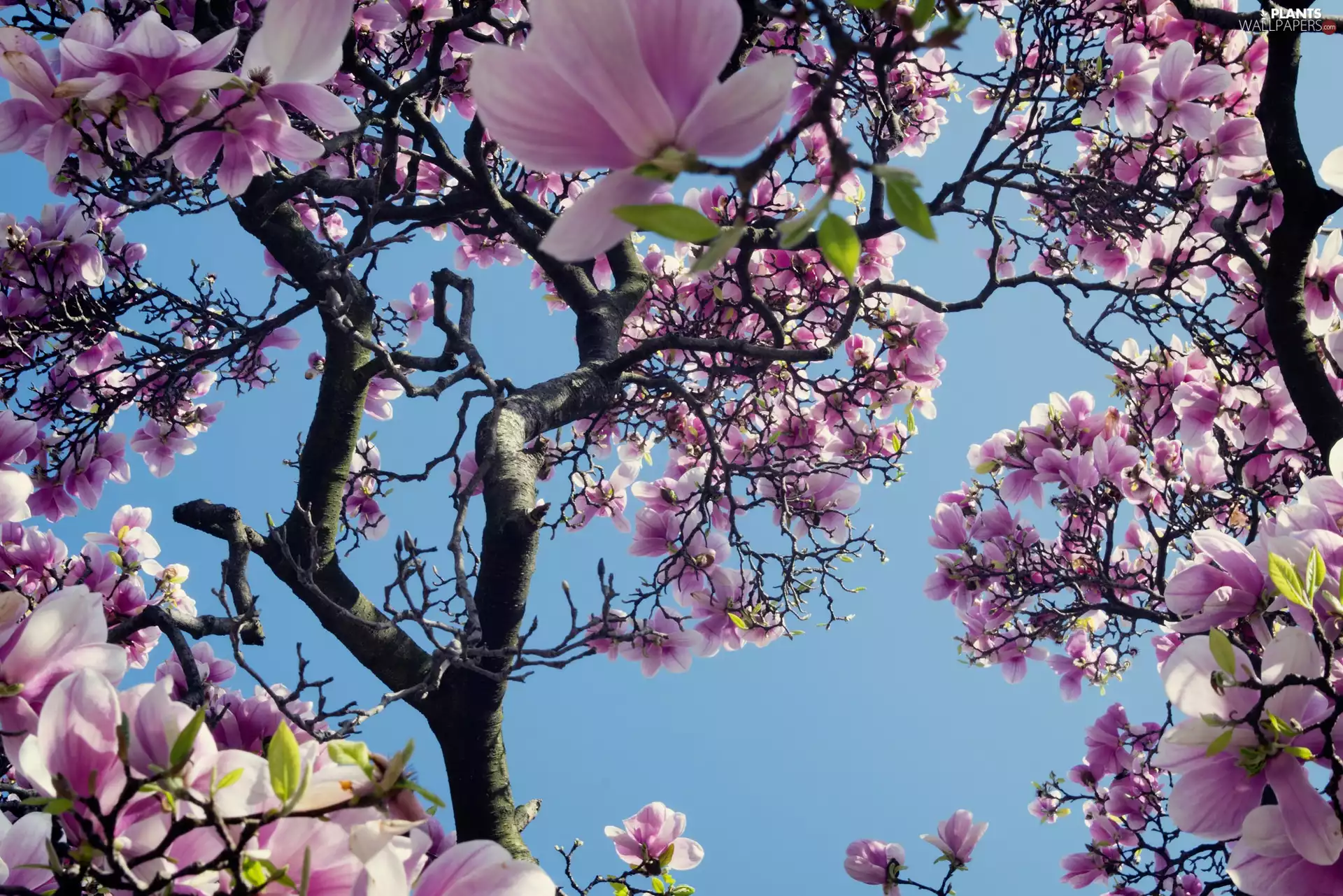 Spring, Magnolia, Flowers