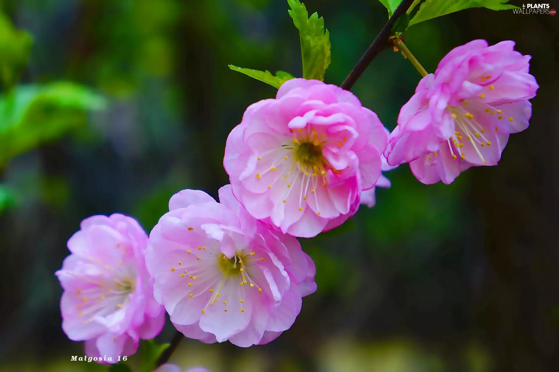 twig, Spring, Flowers, Pink, tonsil