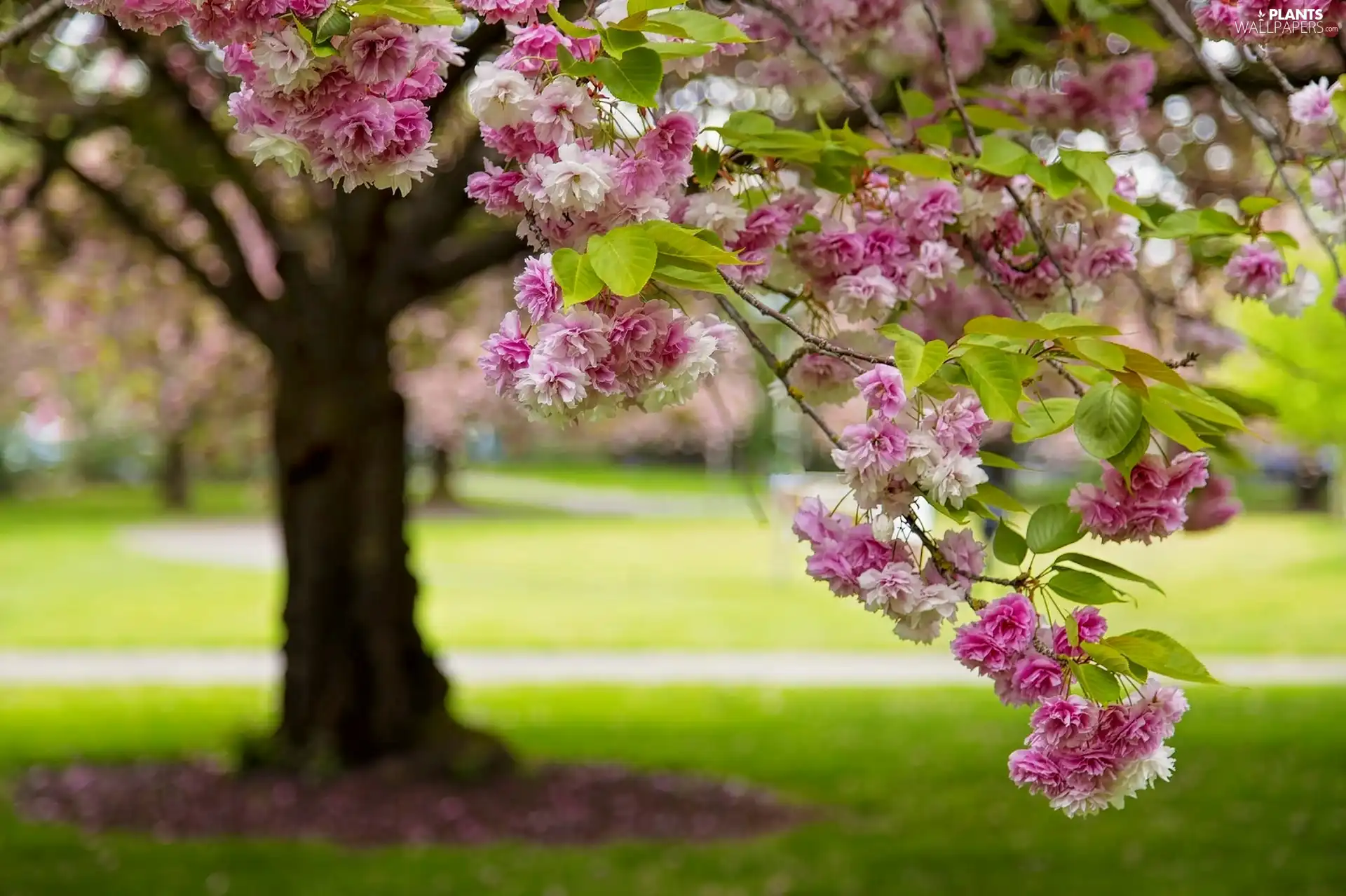 Spring, trees, Flowers