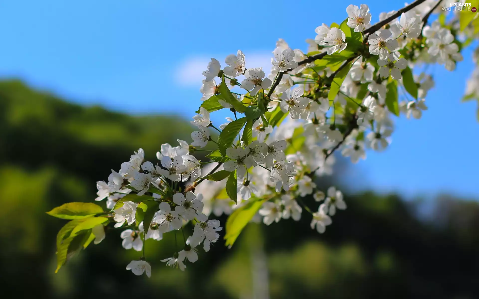 fruit, Spring, Flowers, trees, twig