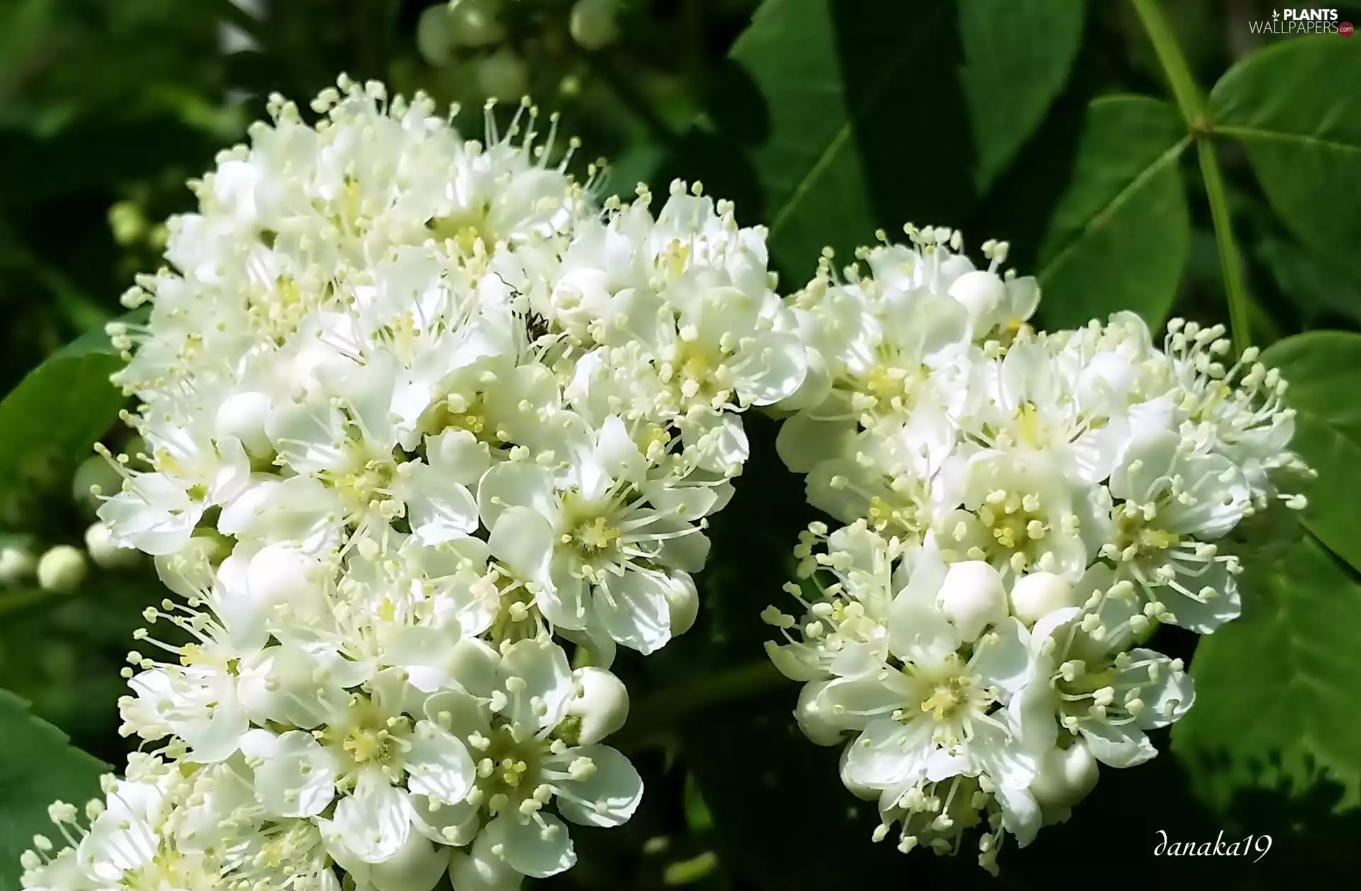 Close, Spring, Flowers, rowan, White
