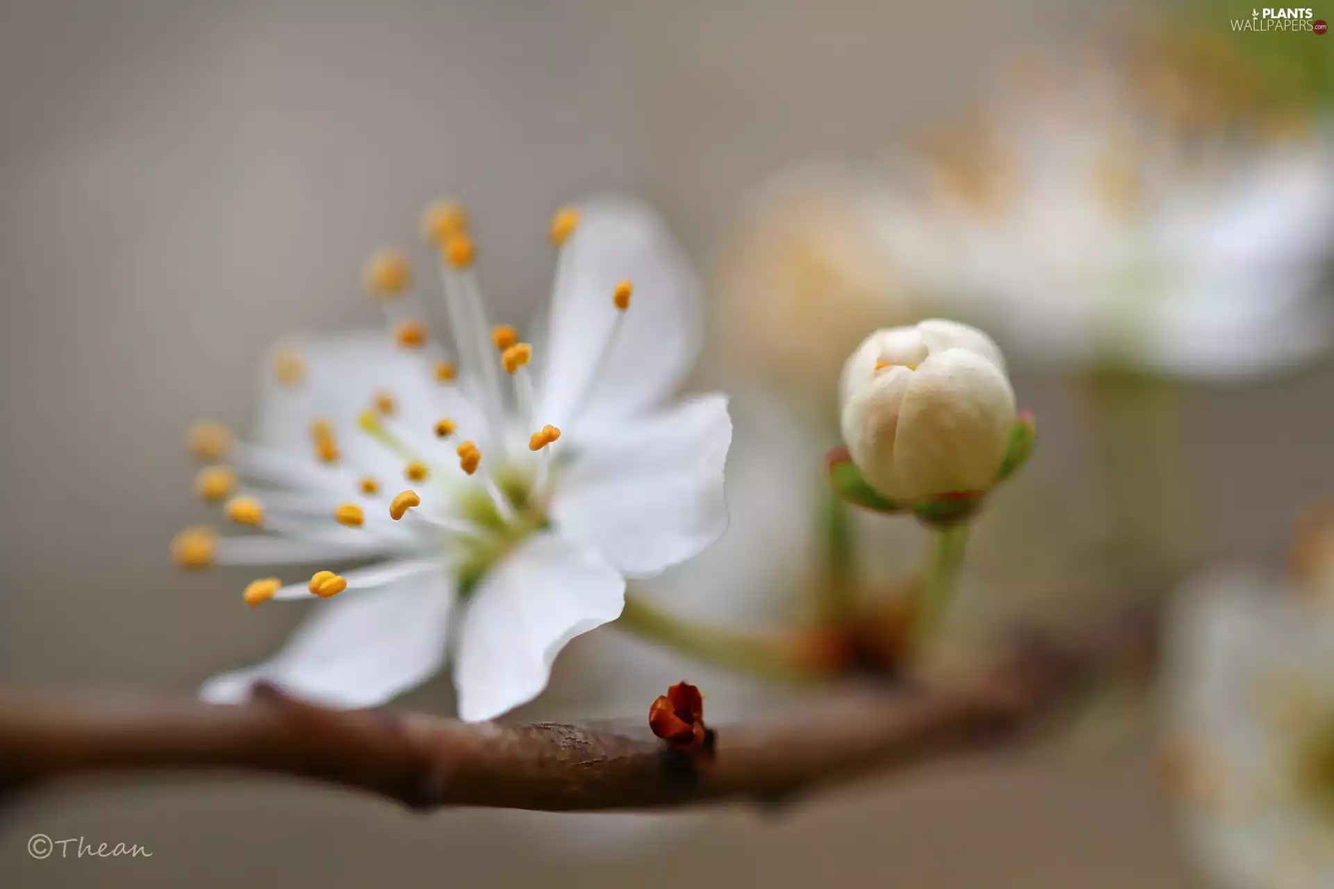 fruit, Spring, Flowers, trees, White