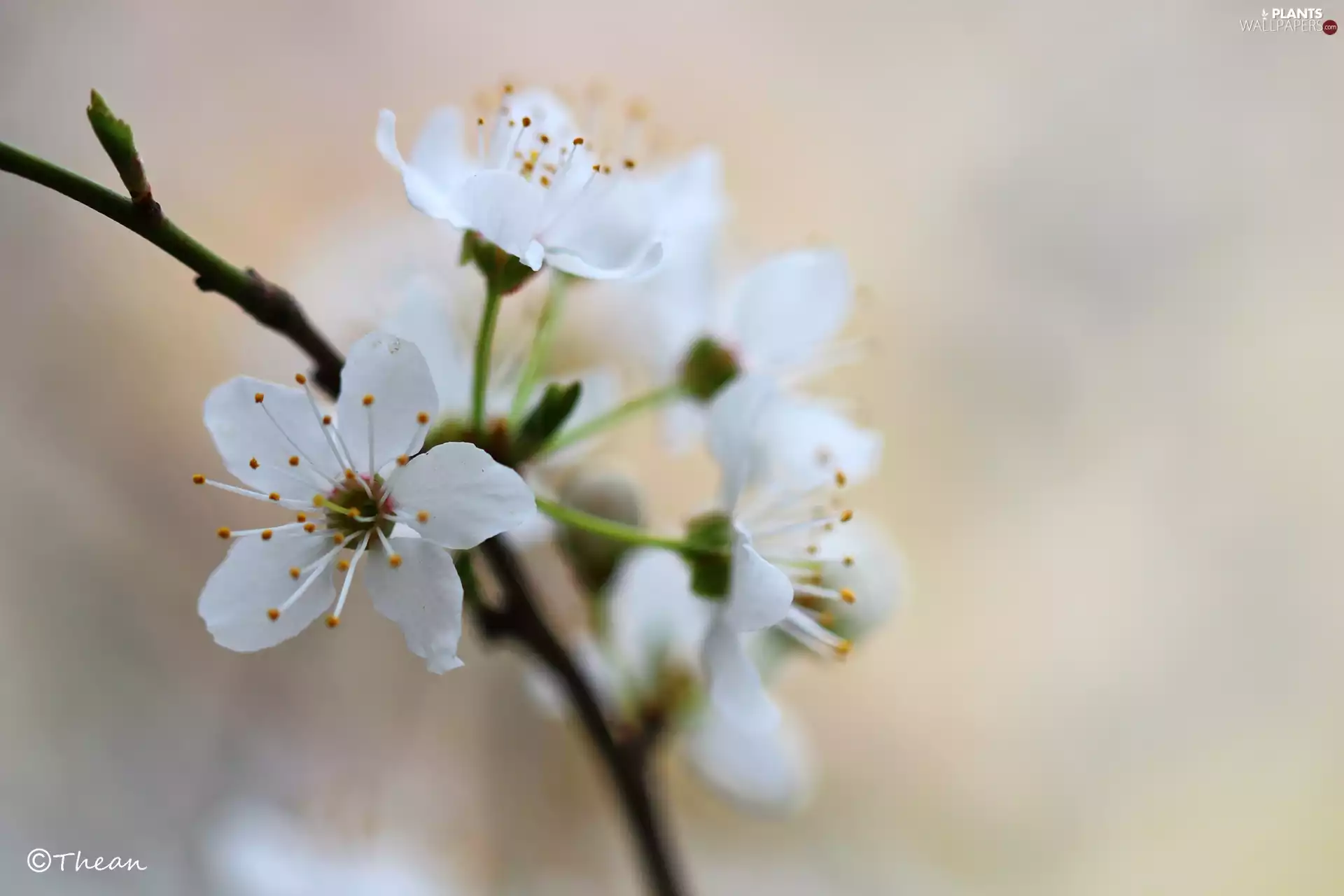 fruit, Spring, Flowers, trees, White