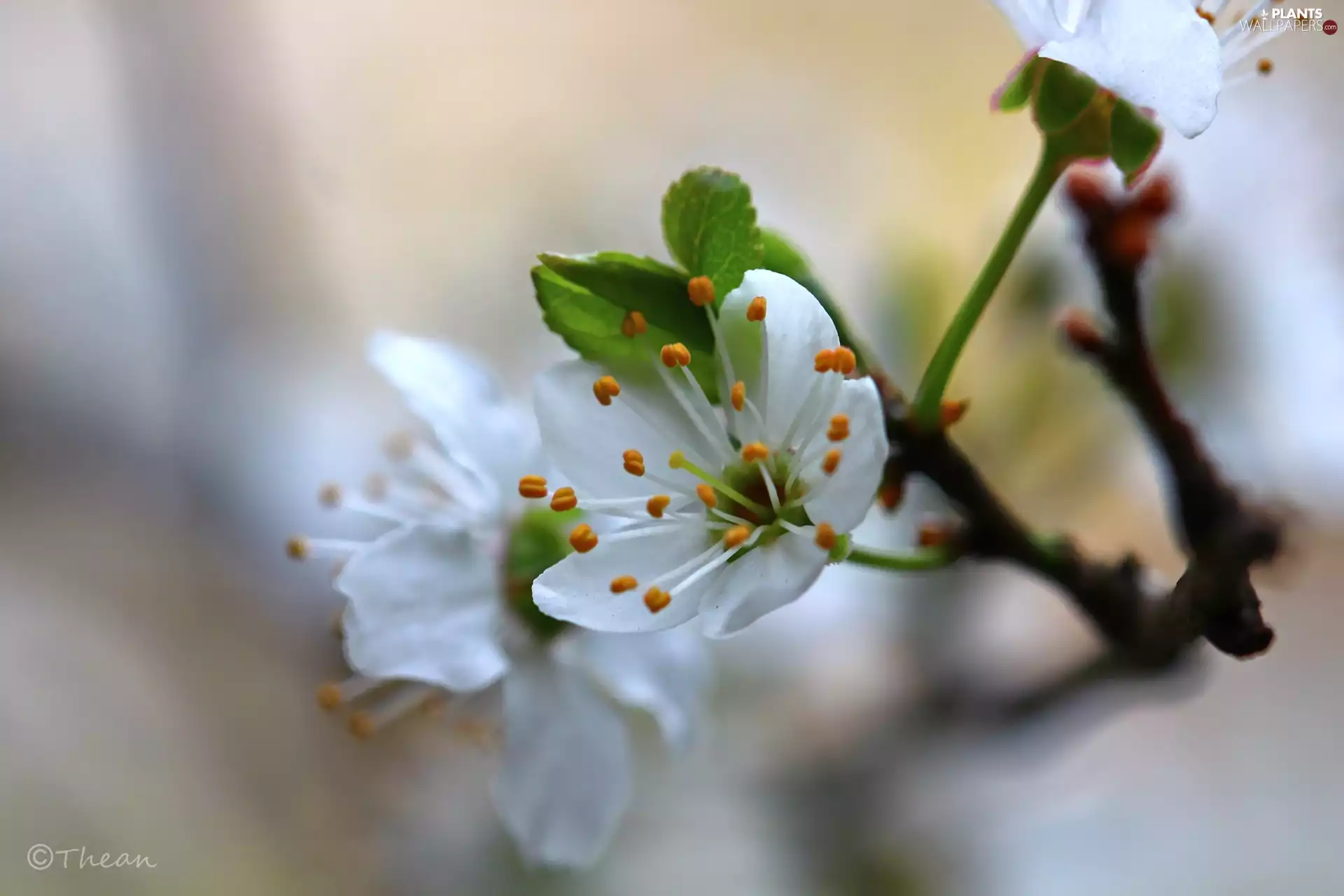 fruit, Spring, Flowers, trees, White