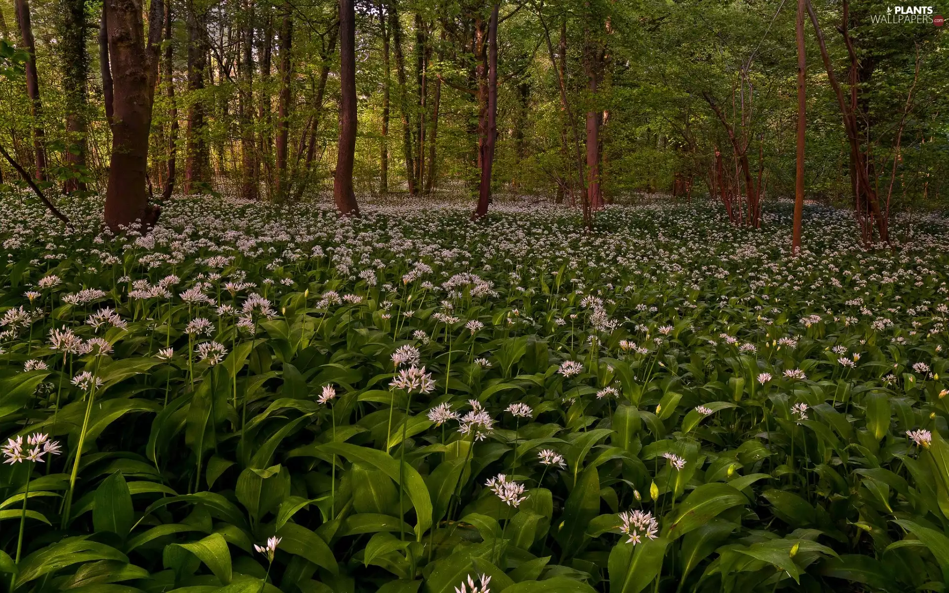 viewes, Spring, forest, trees, Flowers