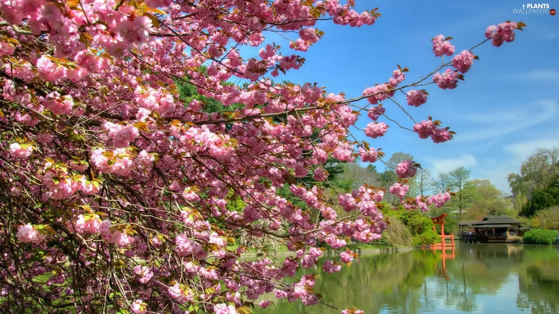 trees, Spring, forest, flourishing, lake