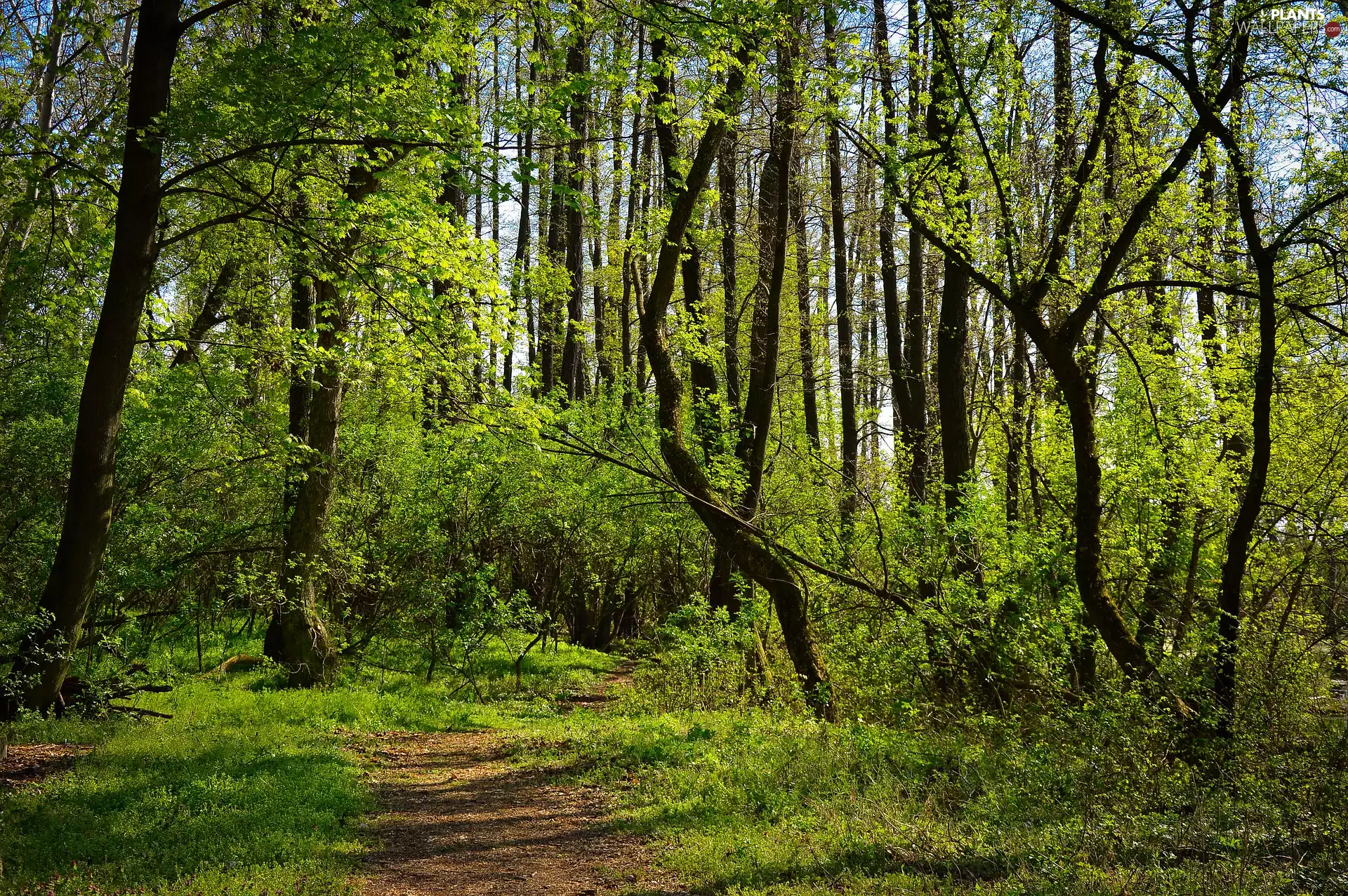 trees, Green, Path, Spring, viewes, forest