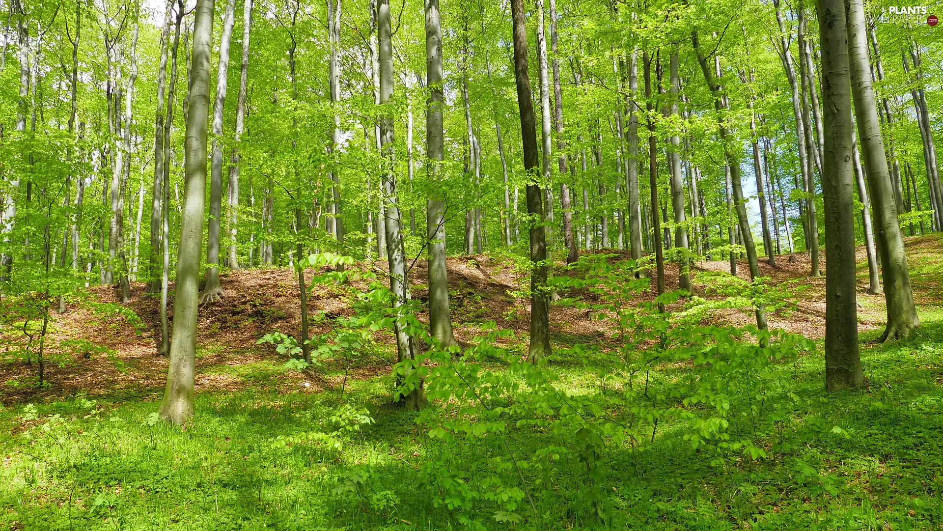 forest, trees, viewes, Spring