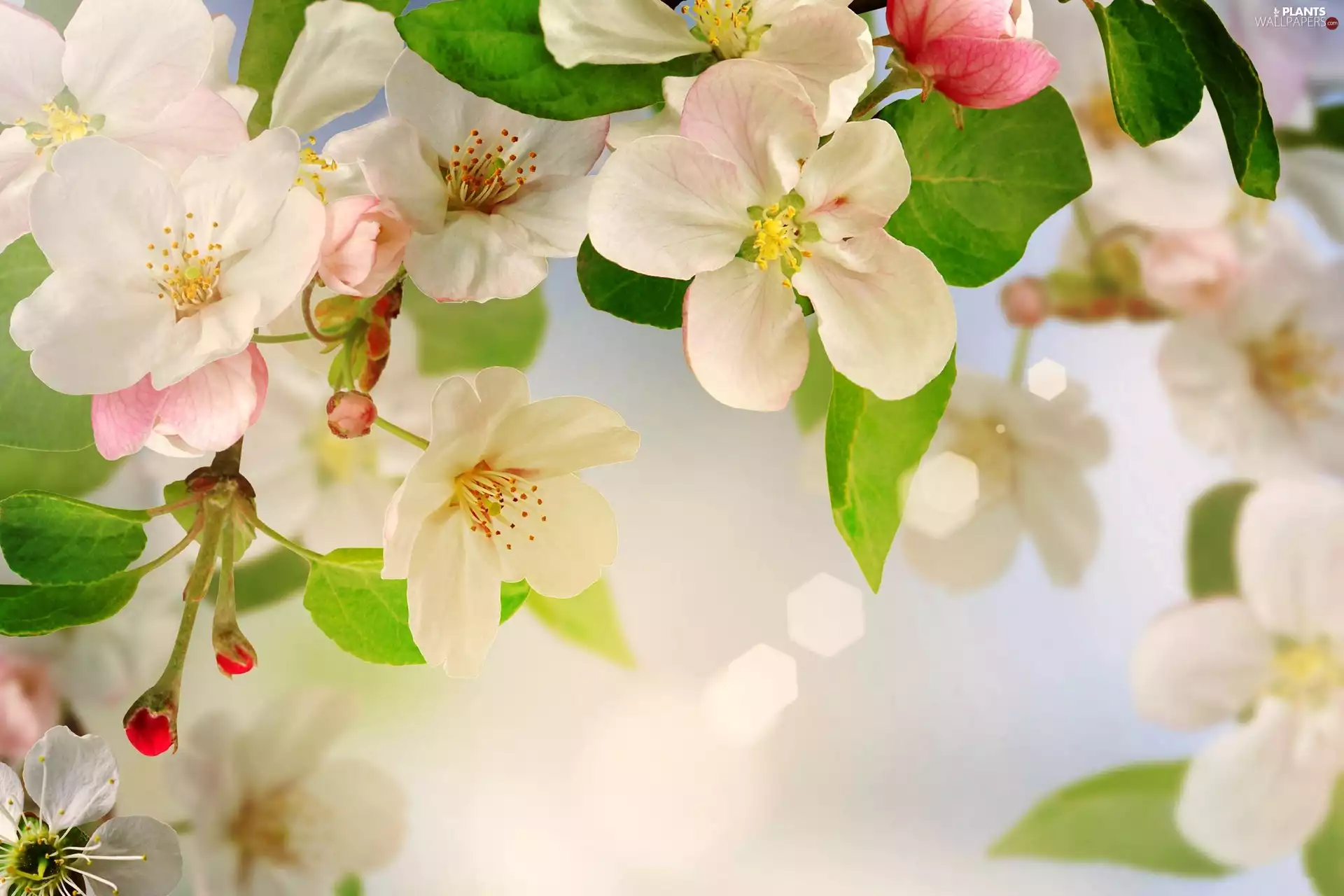 viewes, Spring, fruit, trees, Flowers