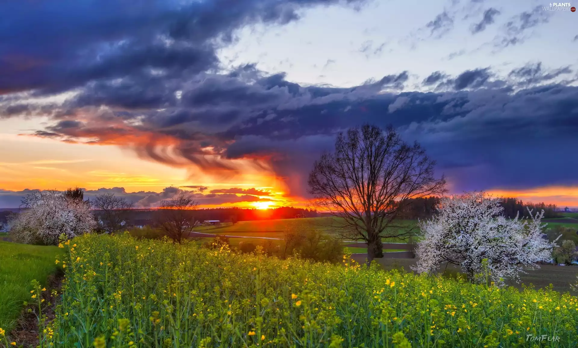 trees, medows, Great Sunsets, flourishing, field, viewes, Spring