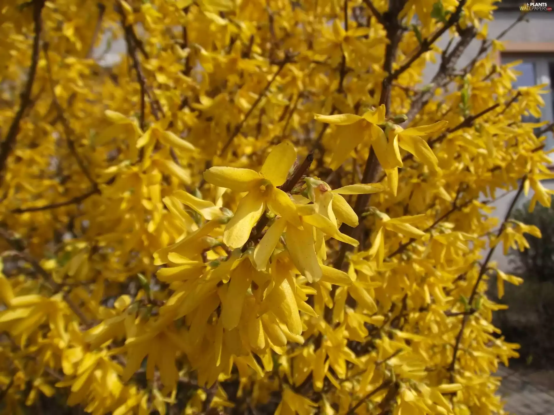 Spring, Golden, herald