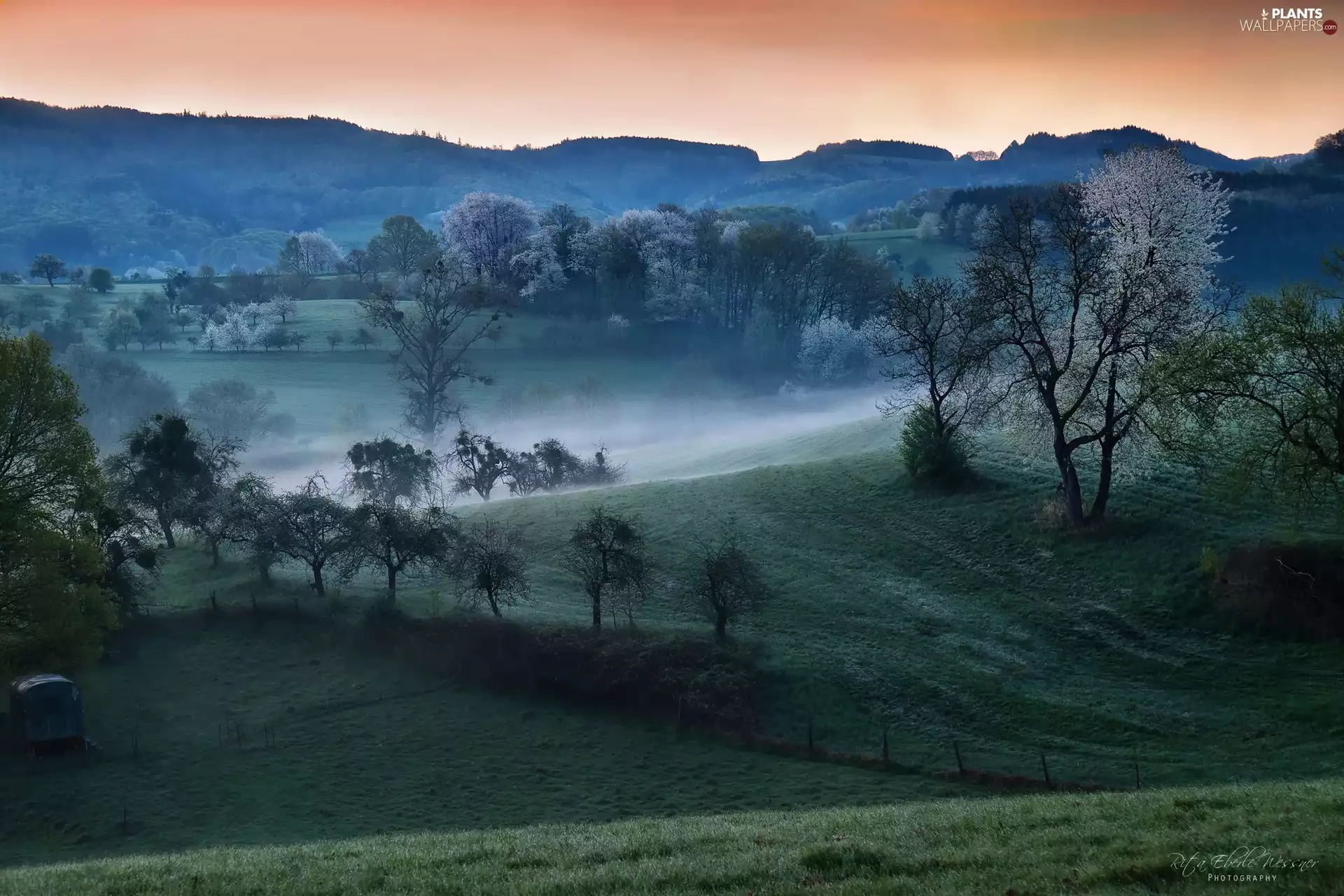viewes, The Hills, Spring, Sunrise, Fog, trees