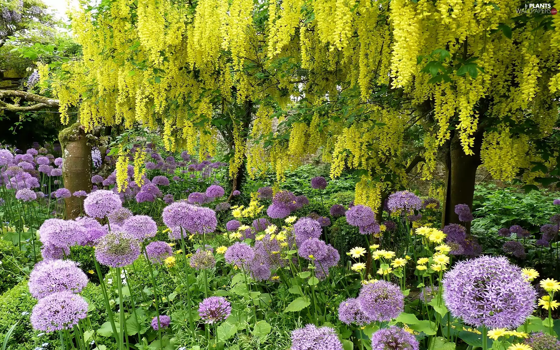 Laburnum, Spring, In The Garden