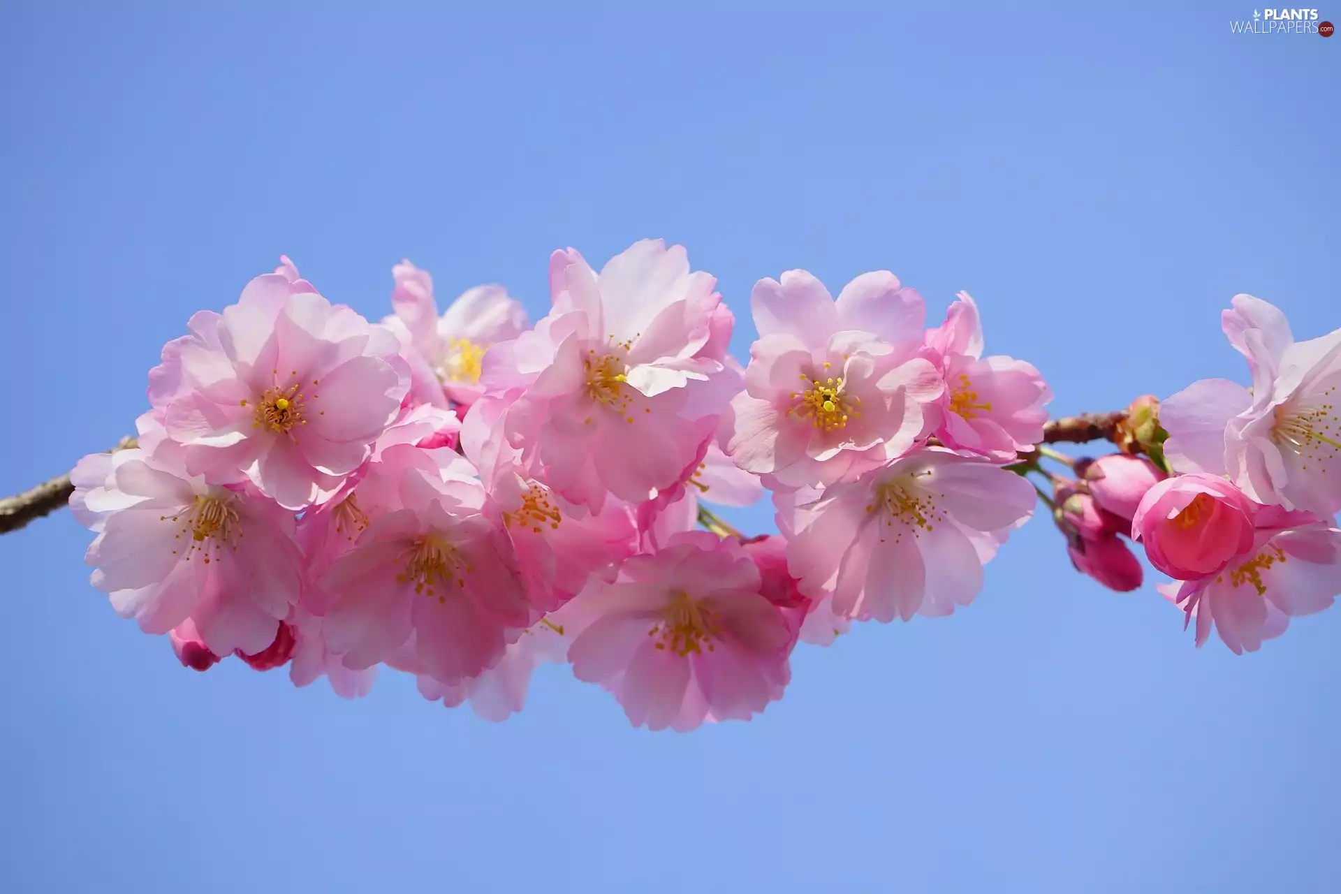 Flowers, Spring, Japanese, Pink, cherry