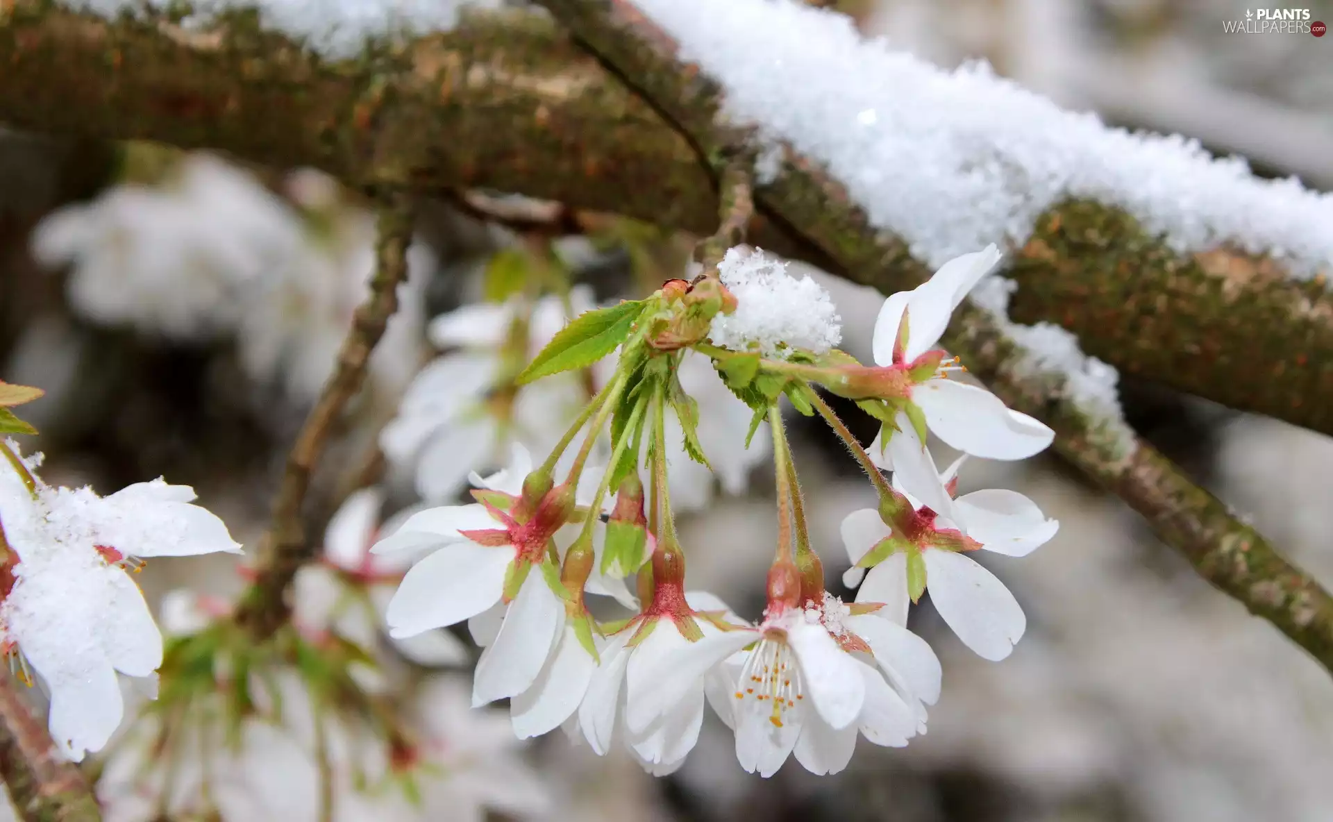 snow, Spring, kirsch, branch, Flowers