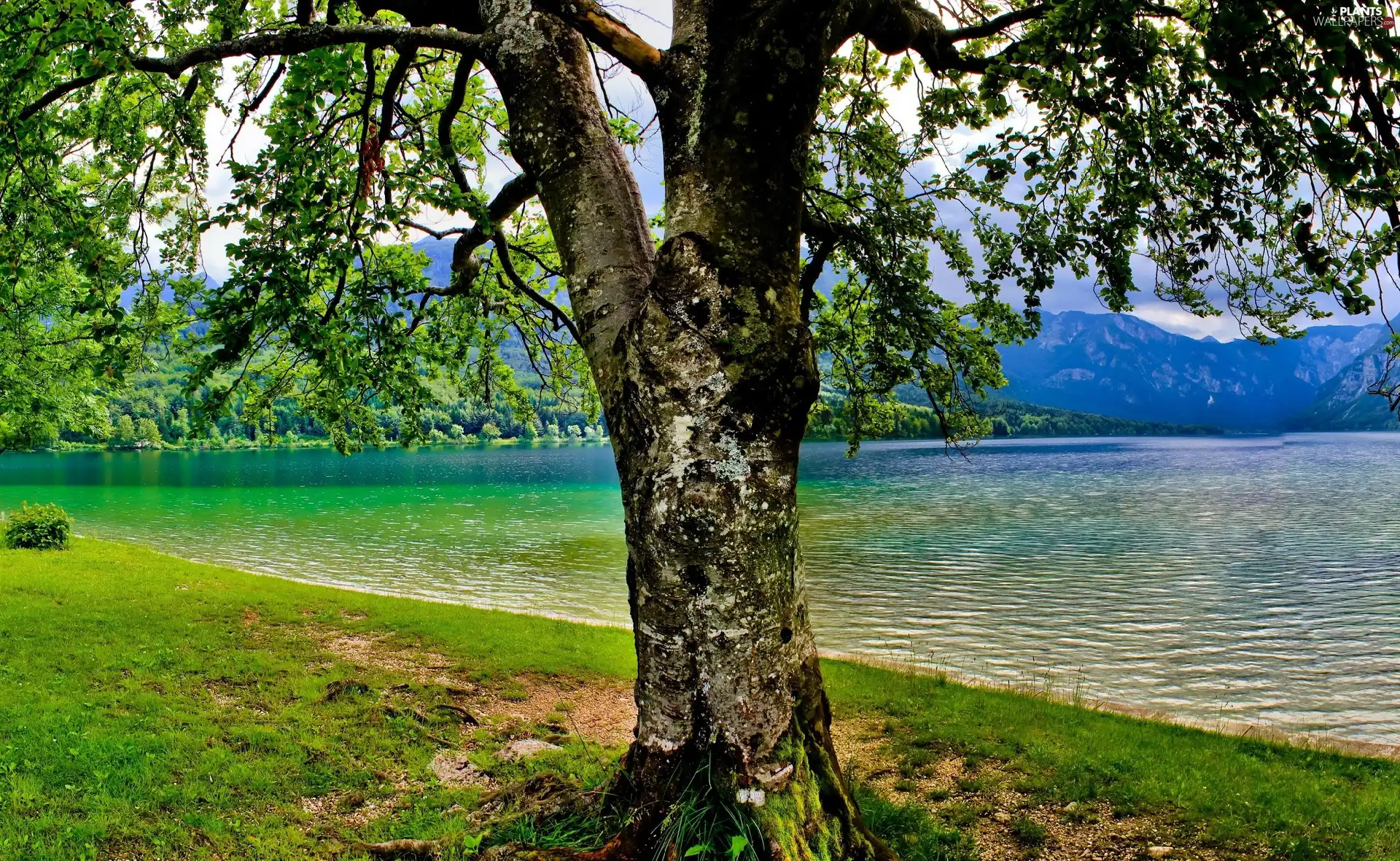 lake, trees, Spring, Mountains