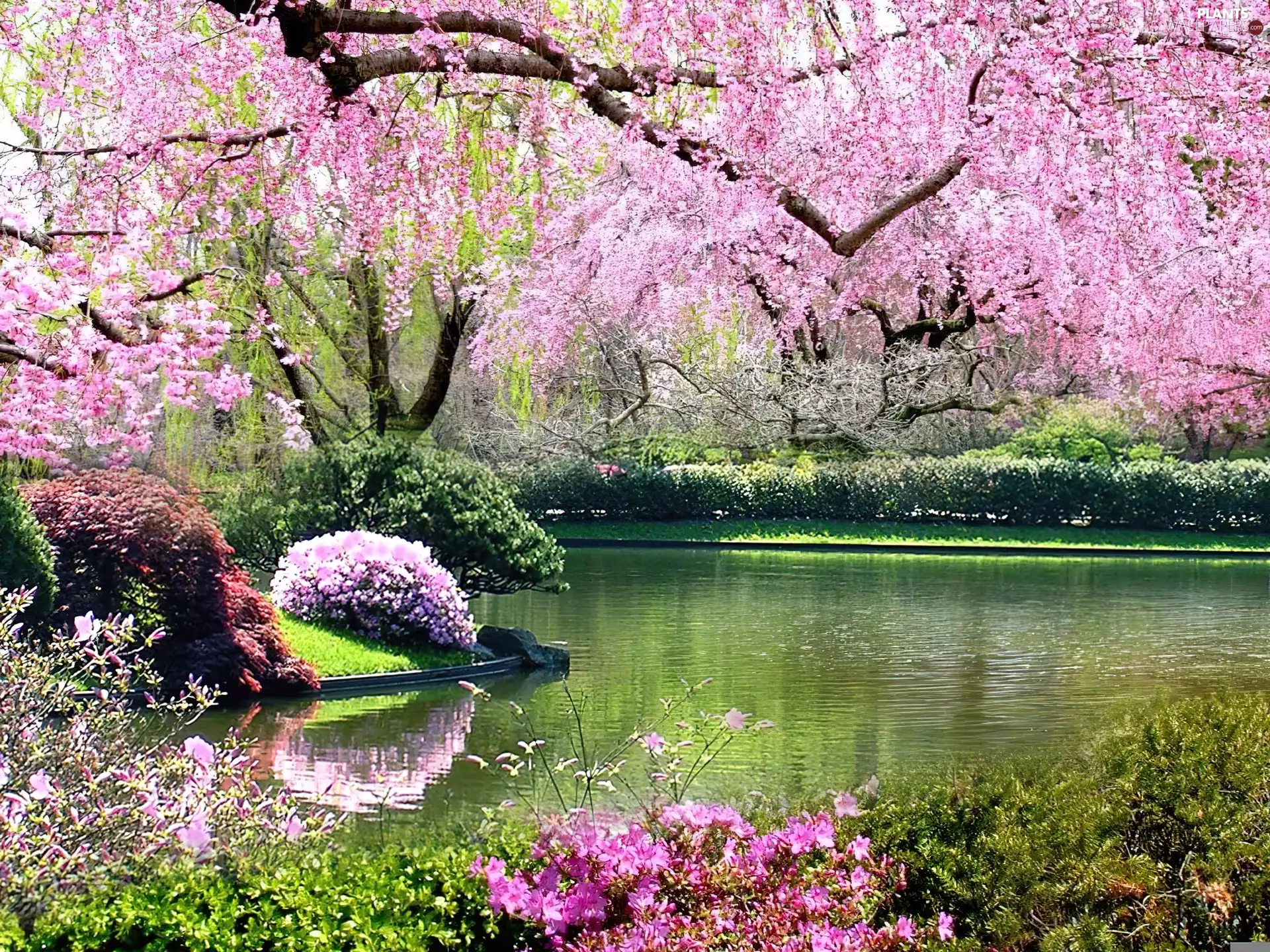 flourishing, Garden, viewes, Spring, trees, lake