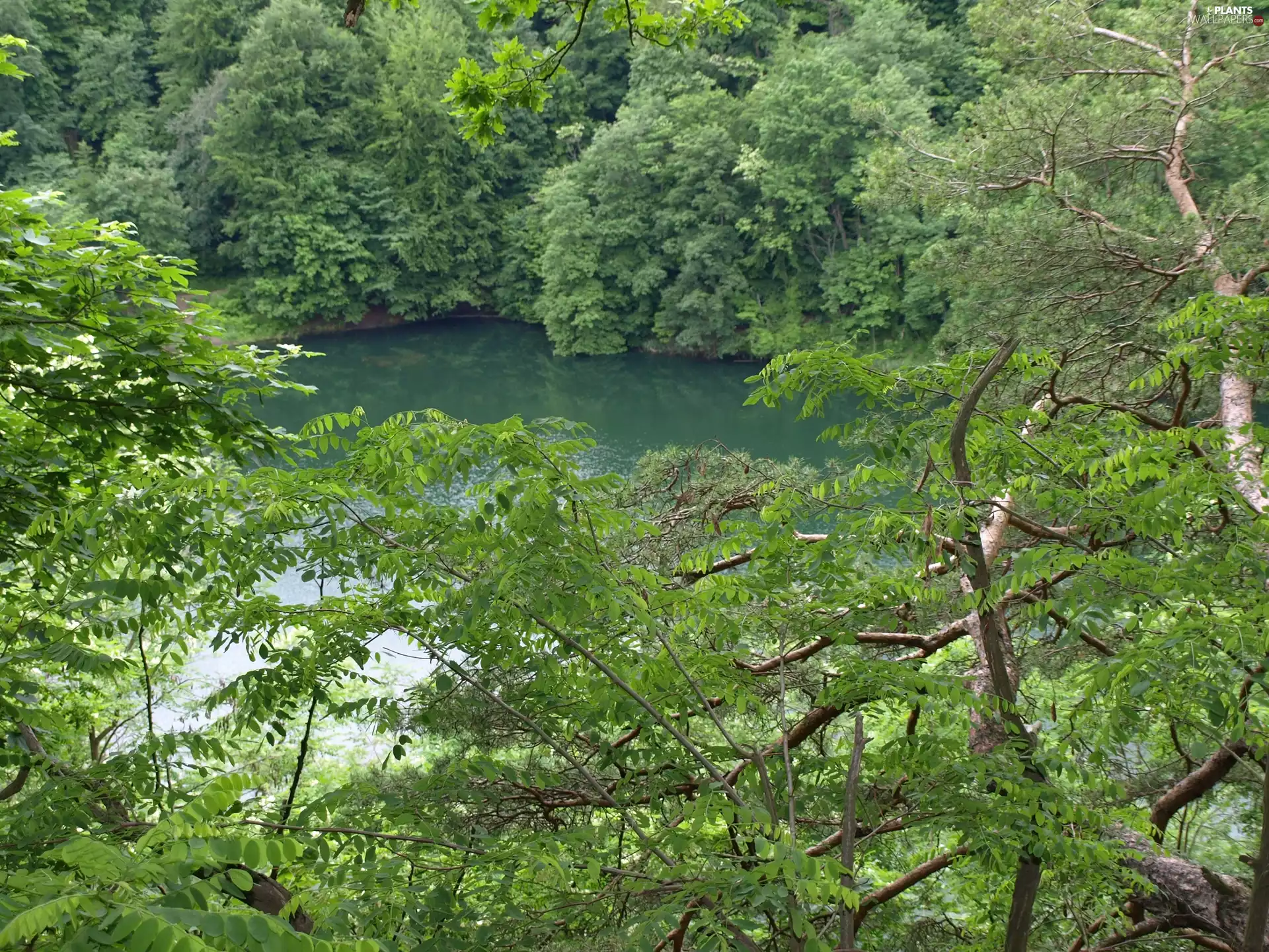 lake, trees, viewes, Spring