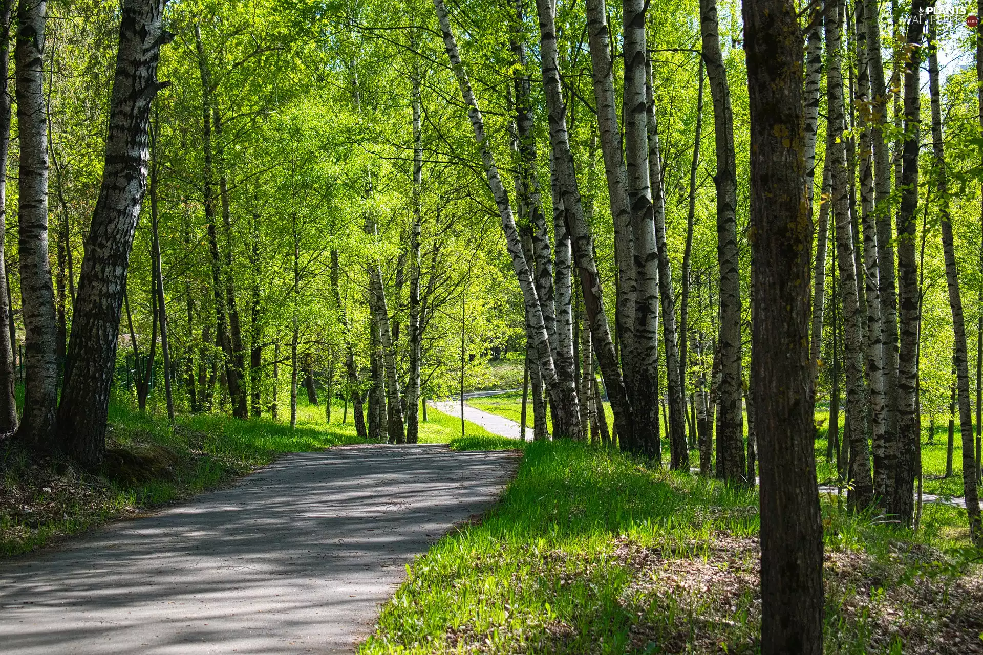 trees, Way, birch, Spring, viewes, lane