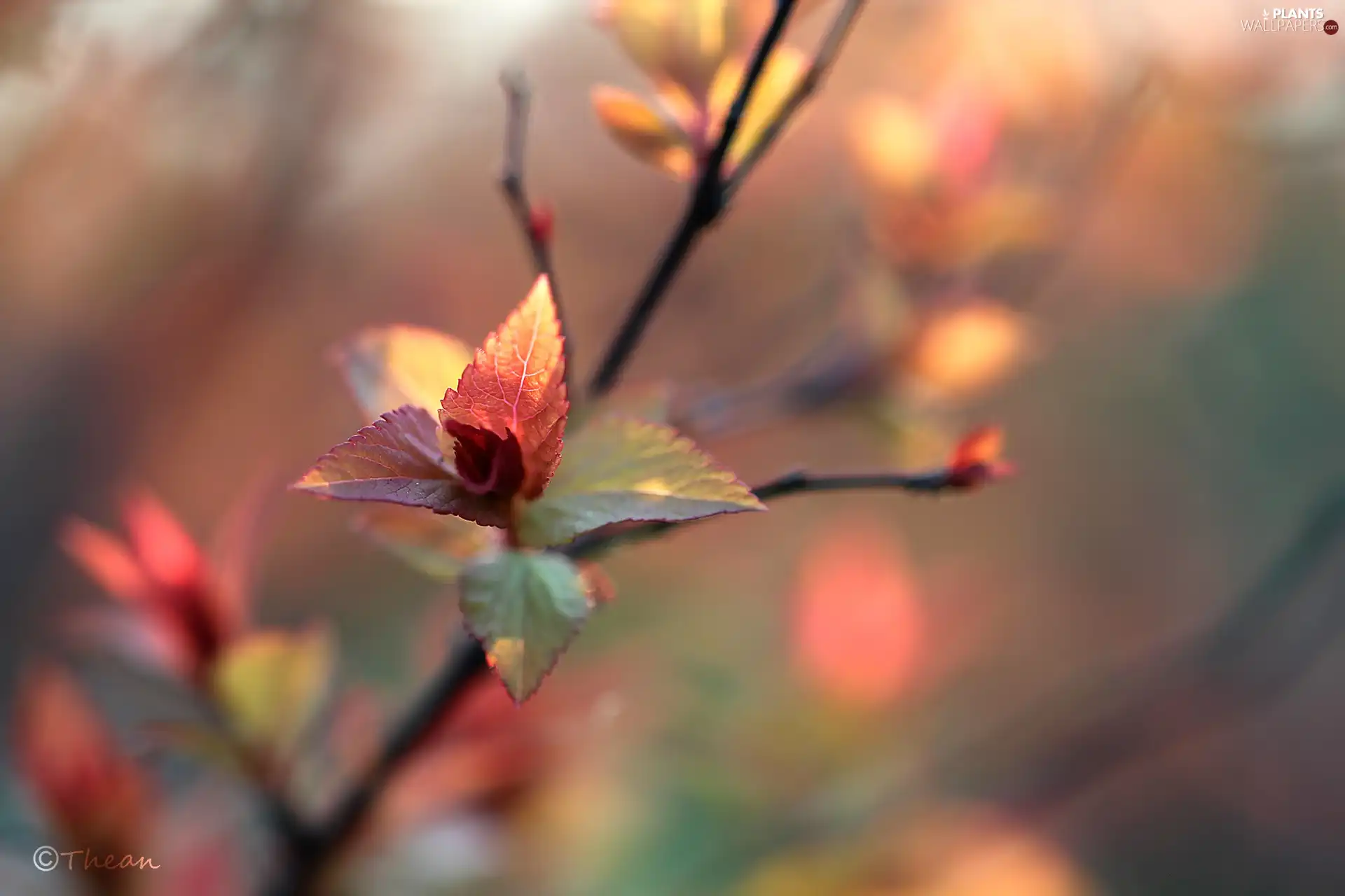 Spring, color, Leaf