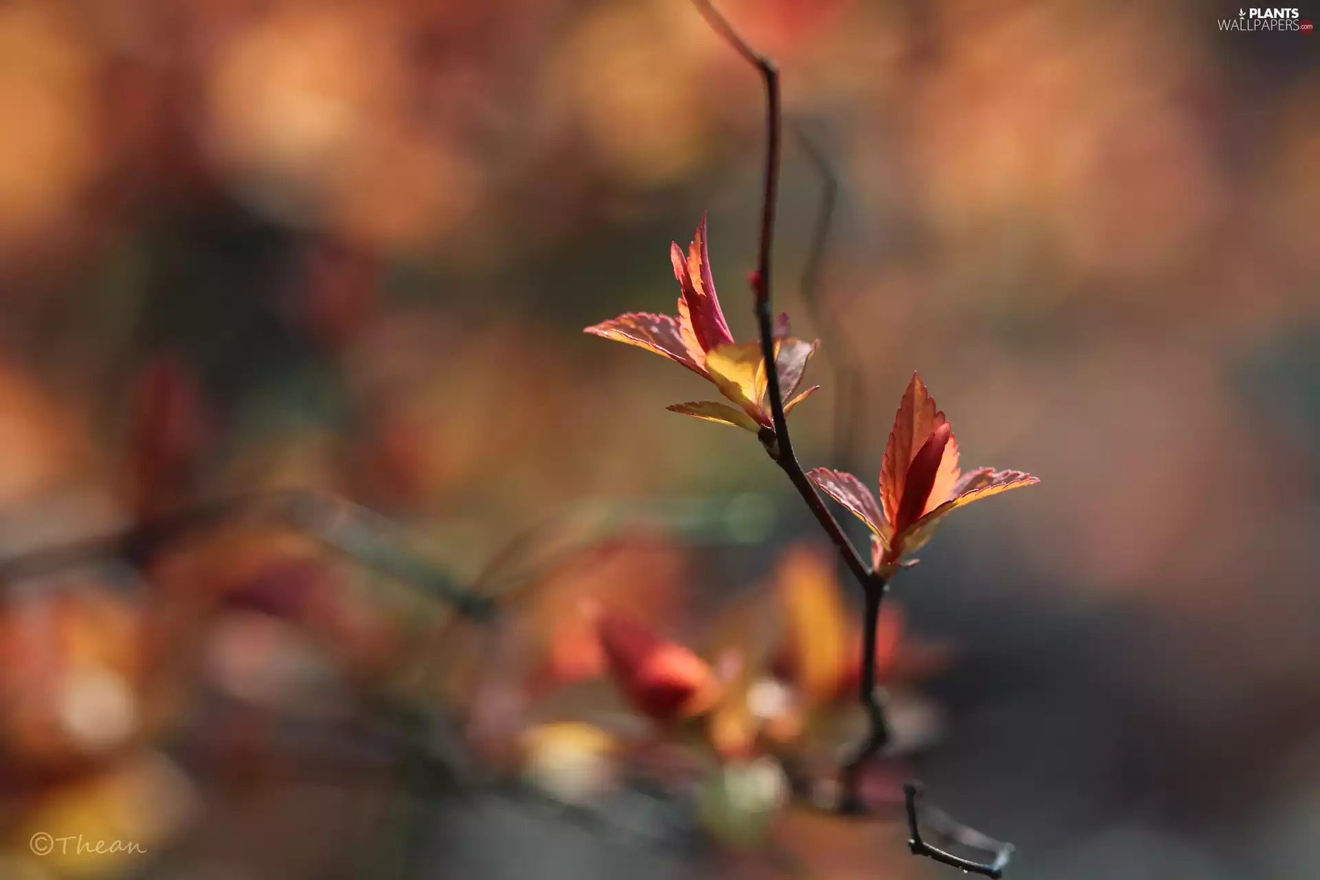 Spring, Red, Leaf