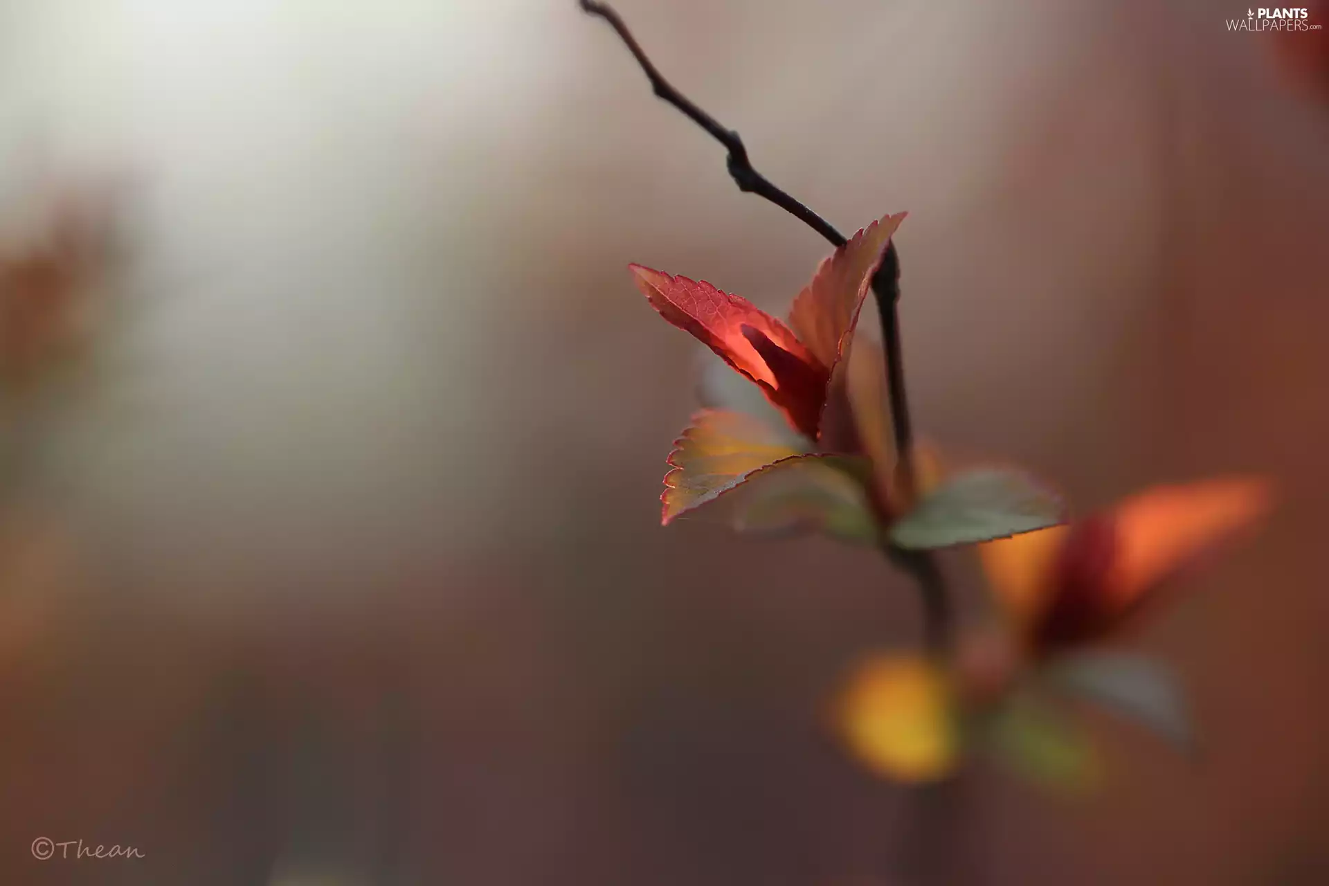 Spring, Red, Leaf