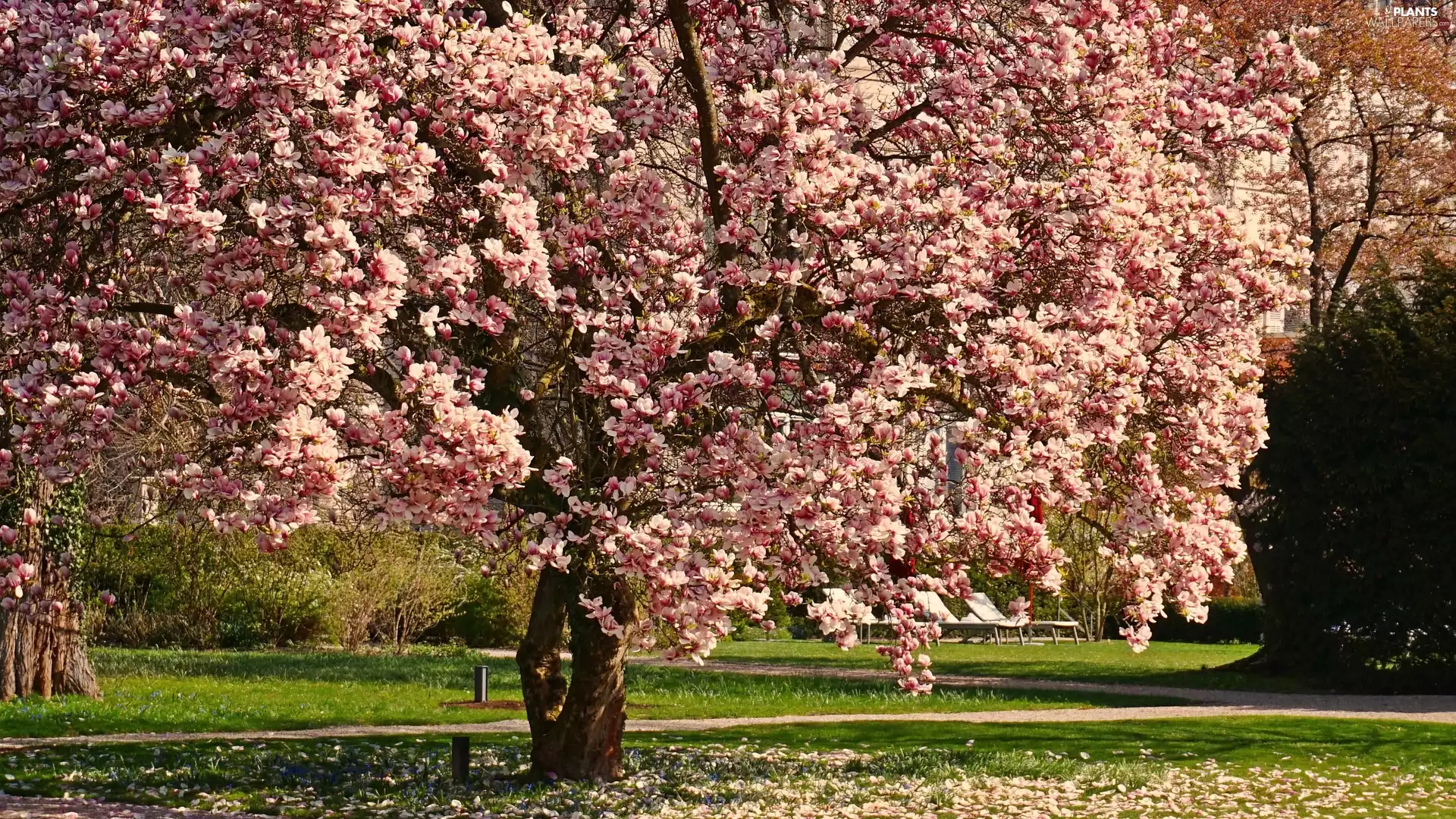 Park, Spring, Magnolia, Flowers, trees
