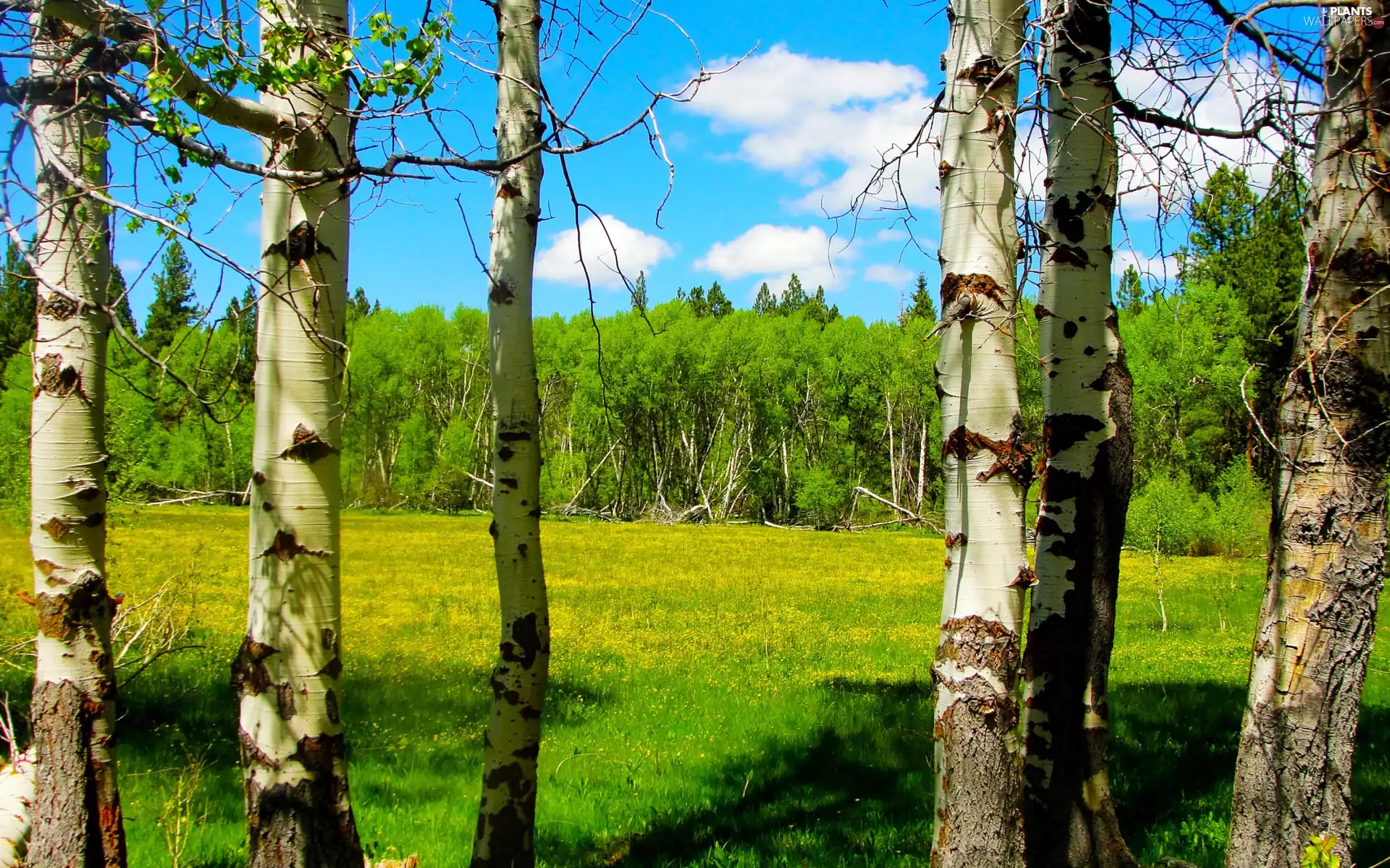 birch, Spring, Meadow, Flowers, forest
