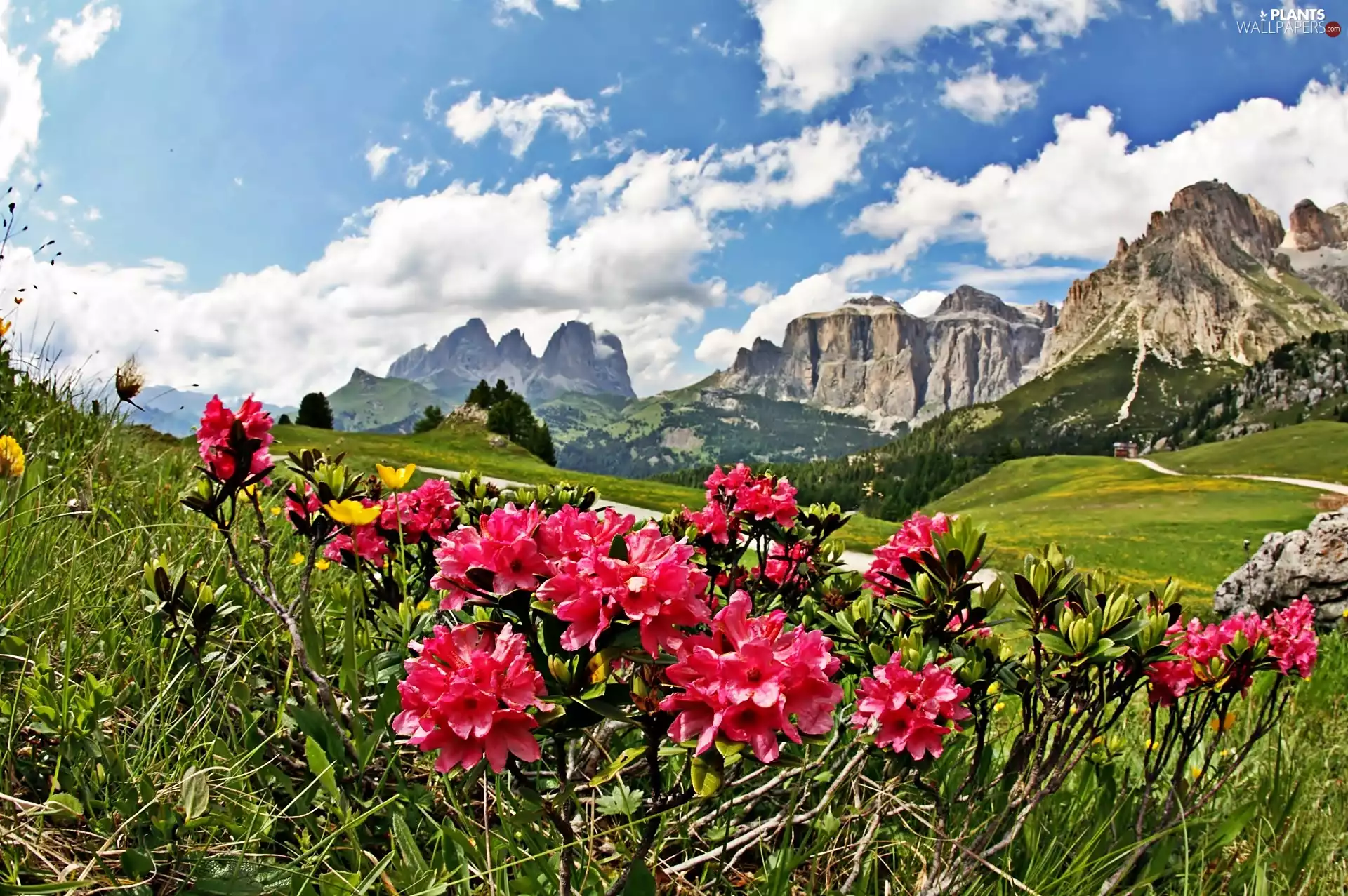 clouds, Spring, Meadow, rhododendron, Mountains