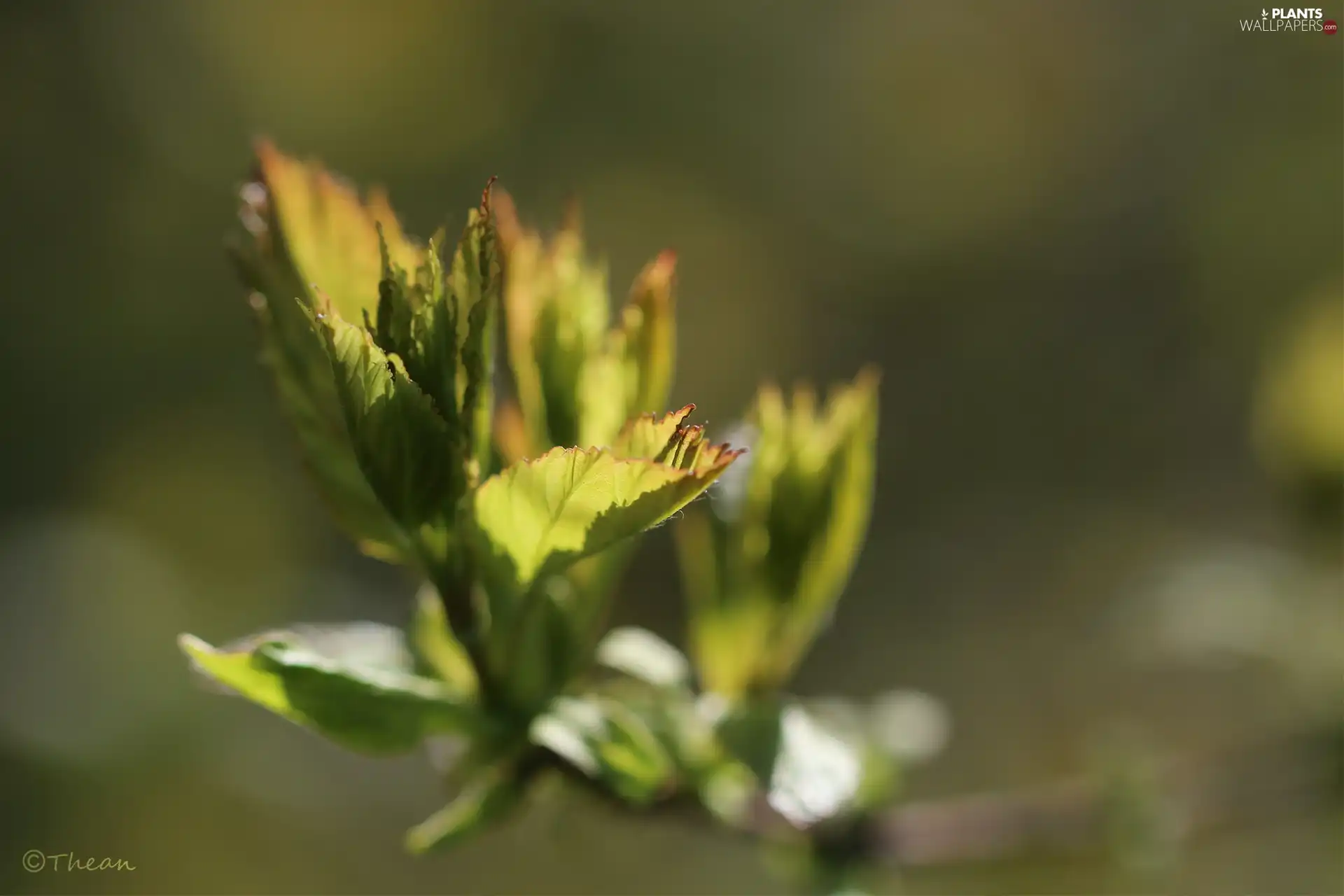 green ones, Buds, Spring, Leaf