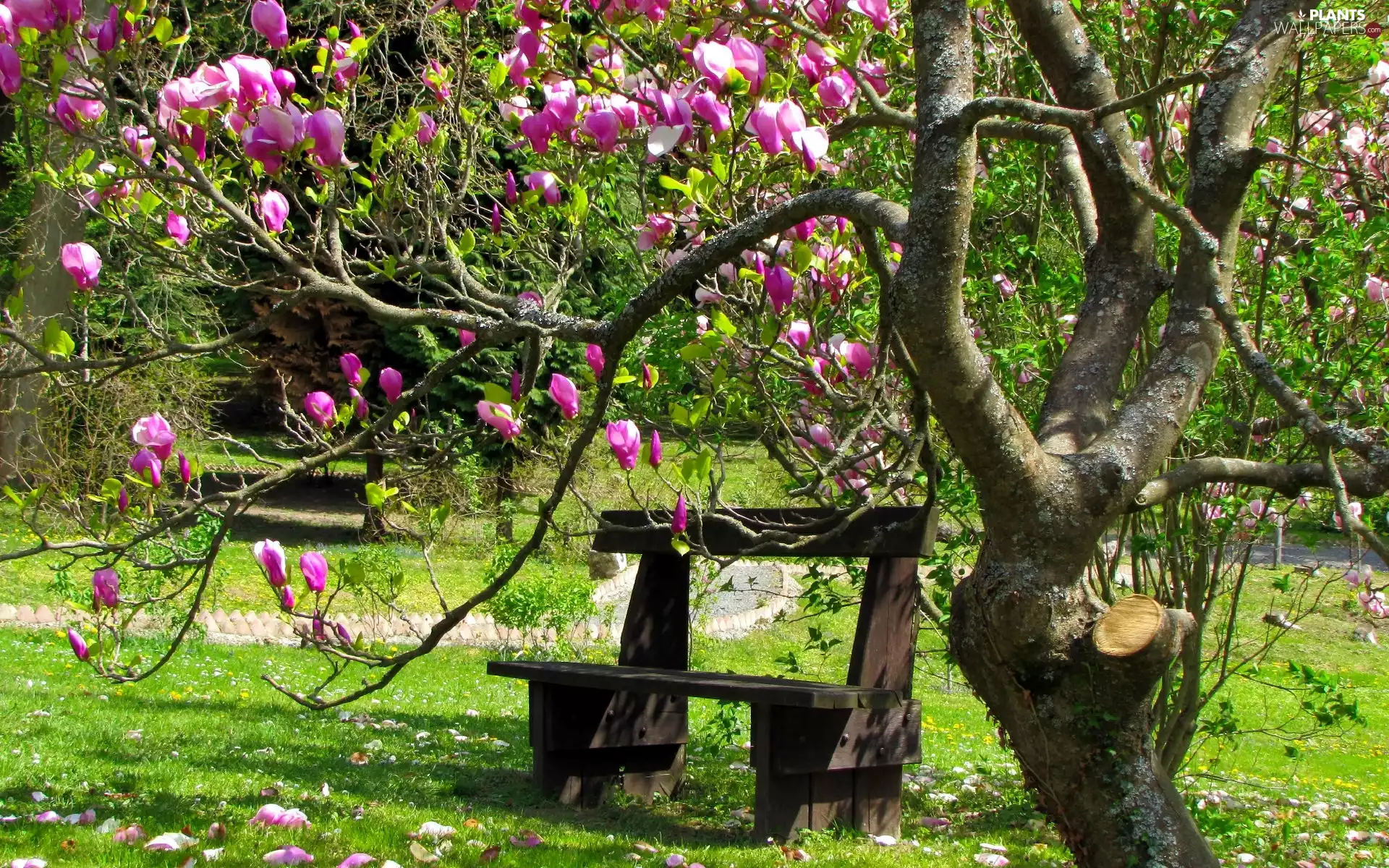 Magnolia, Spring, Park, trees, Bench