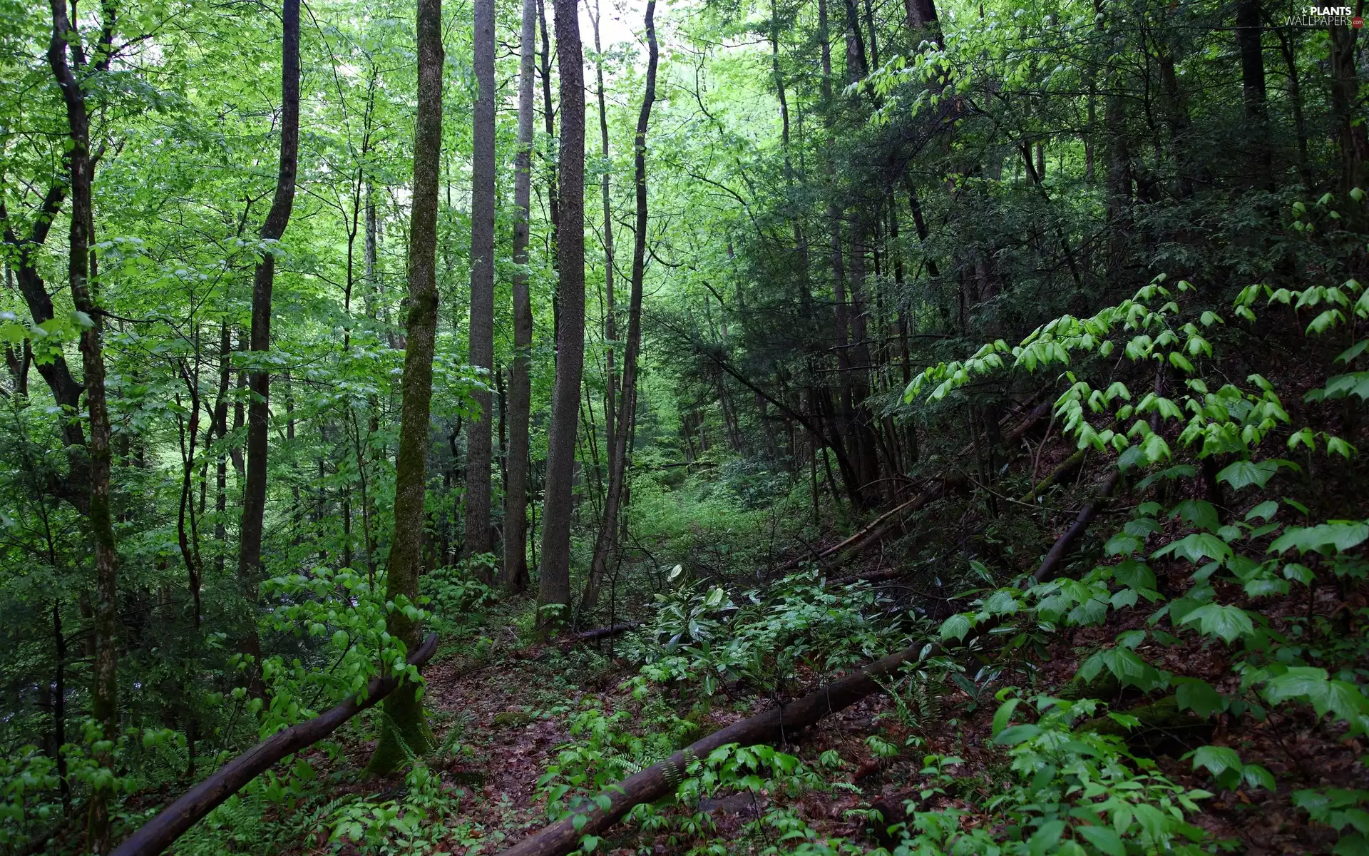 trees, forest, Bush, Spring, viewes, Path