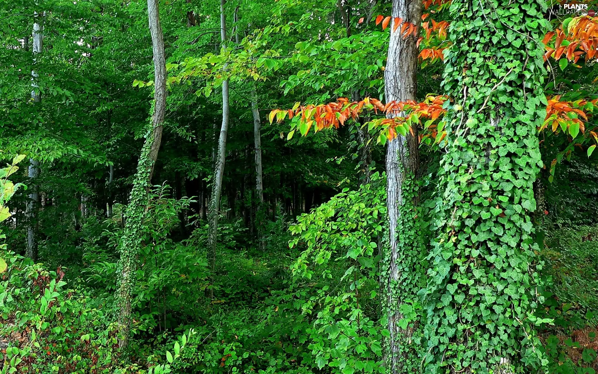 viewes, Spring, Path, trees, forest