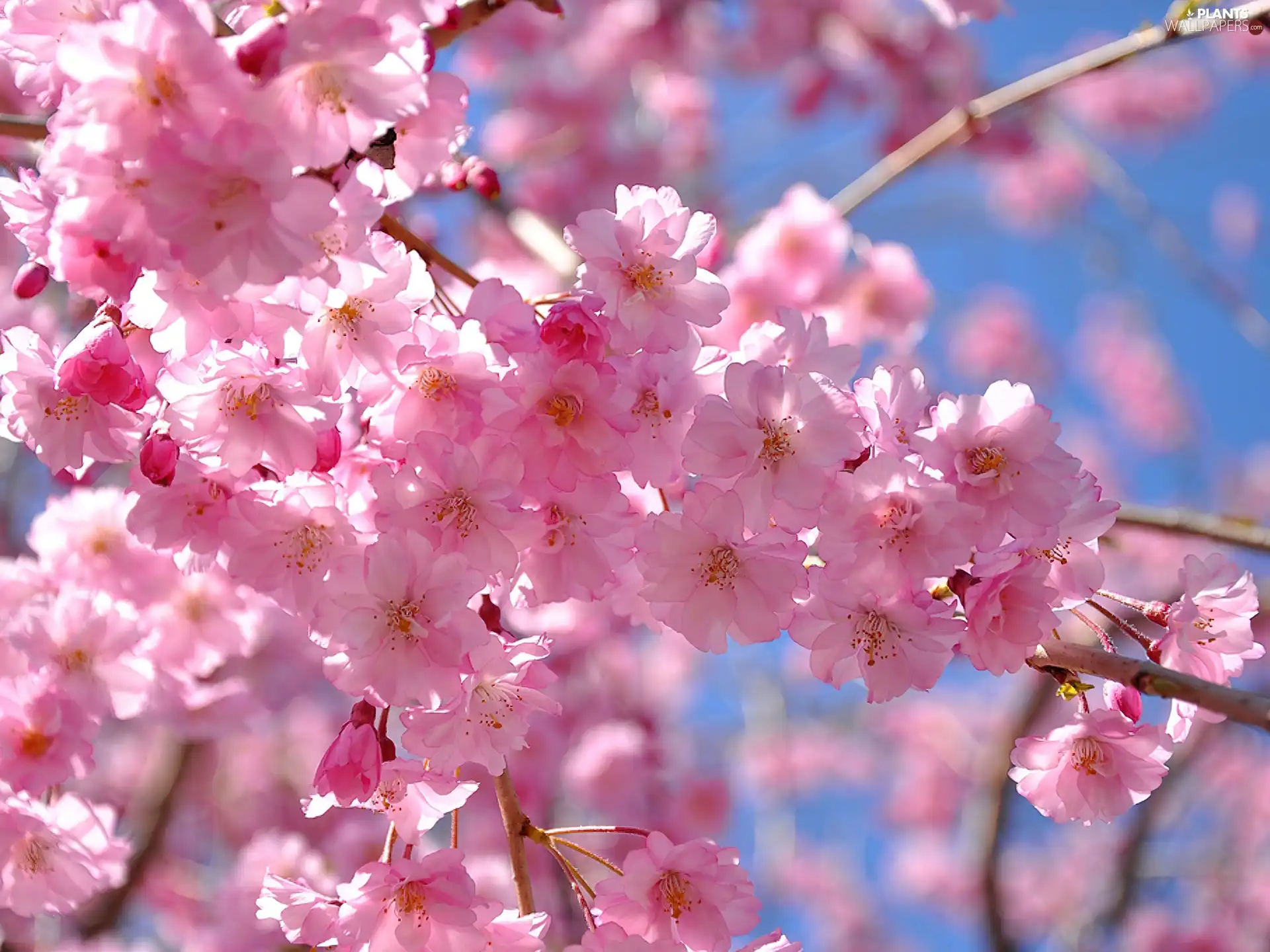 Pink, apple, Spring, Flowers