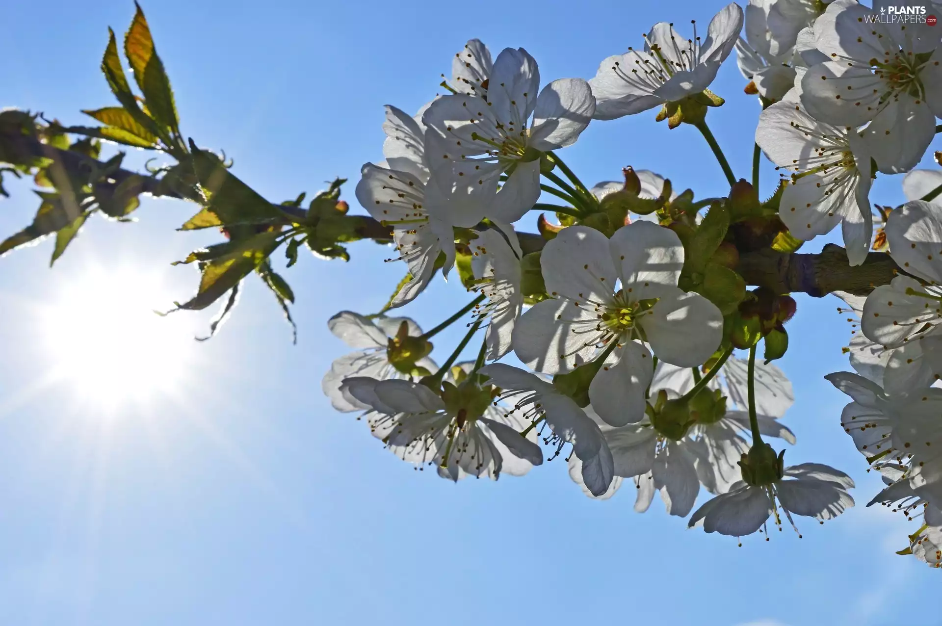 kirsch, twig, Sky, Flowers, Fruit Tree, sun, Spring