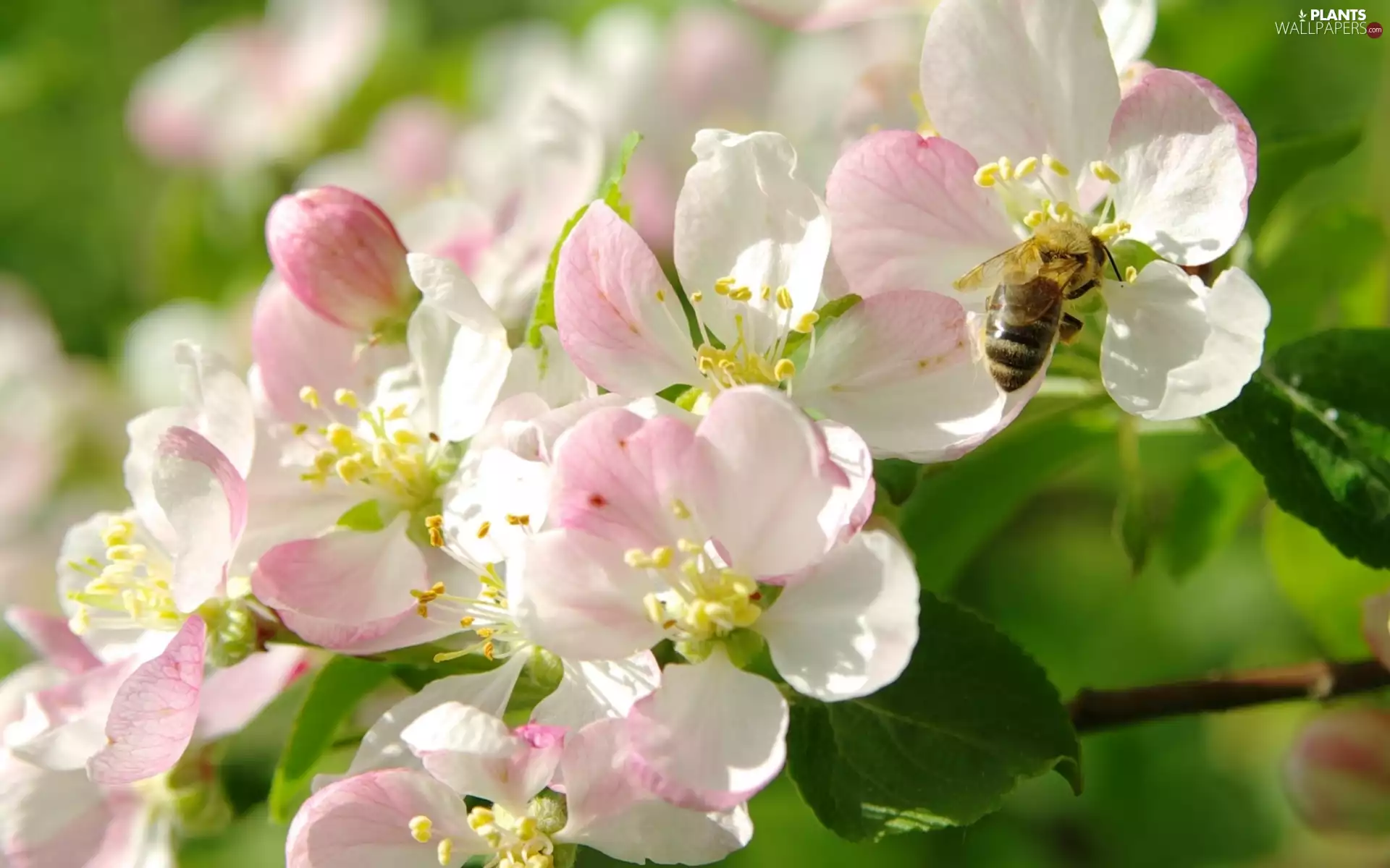 Fruit Tree, bee, Spring, apple-tree