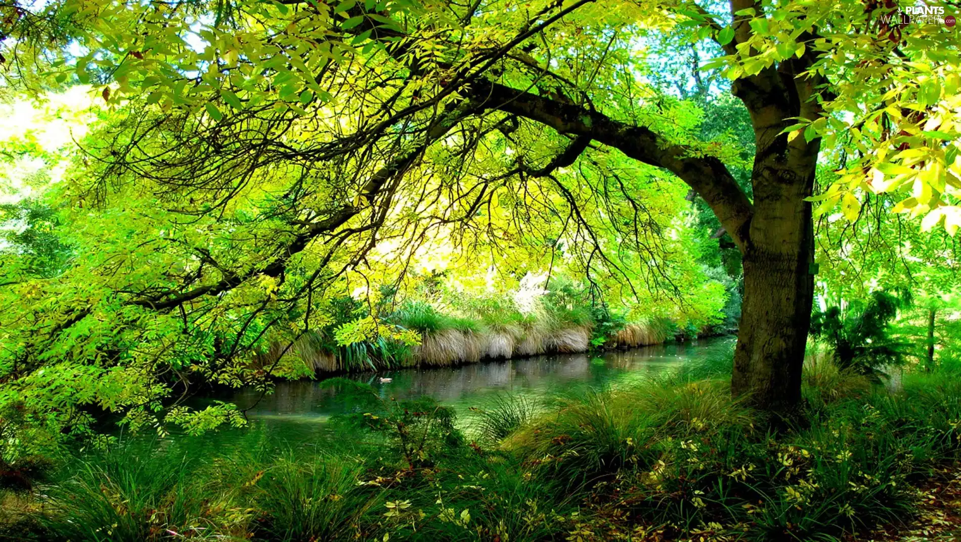 Spring, brook, trees